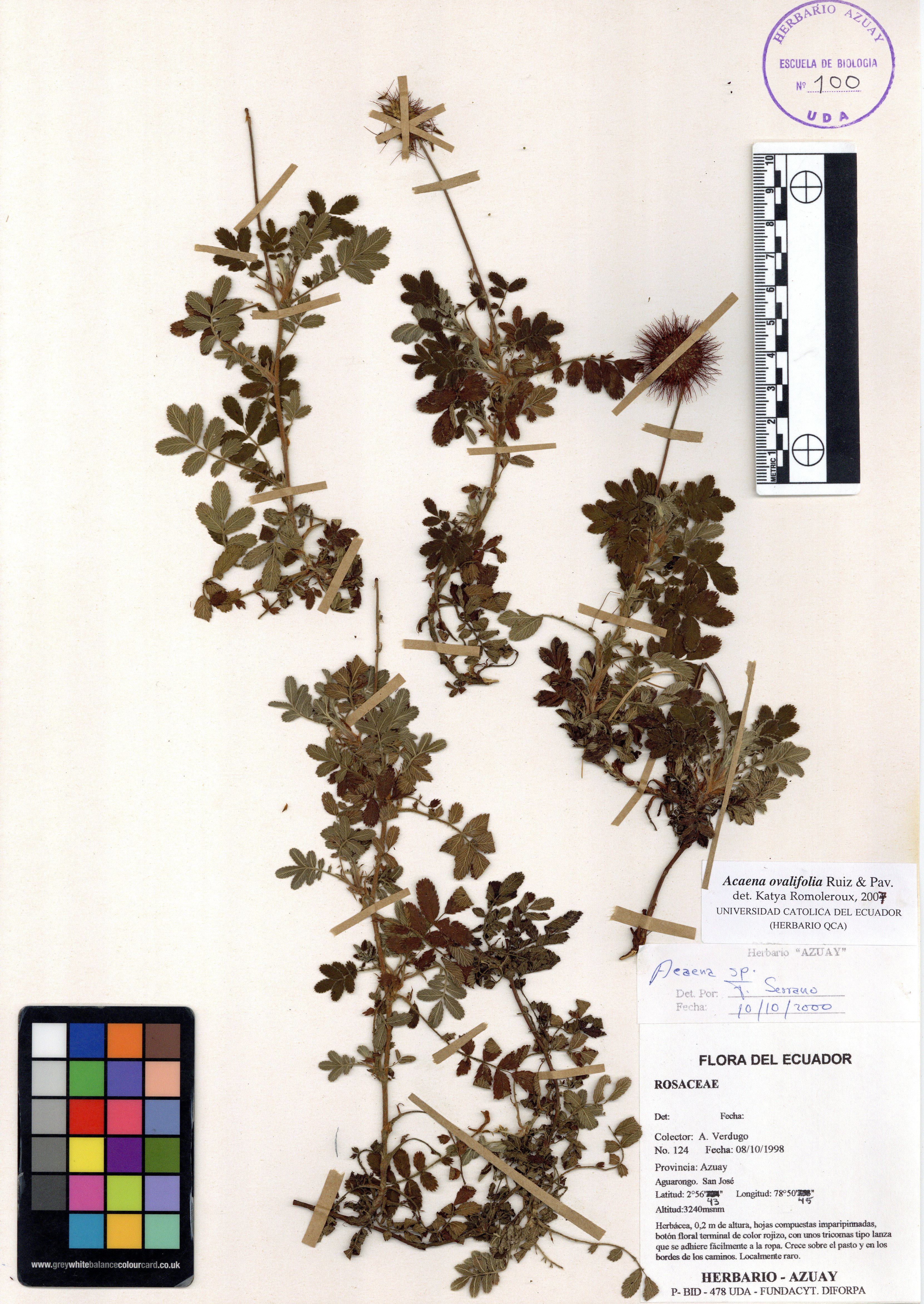 Acaena ovalifolia Ruiz & Pav.