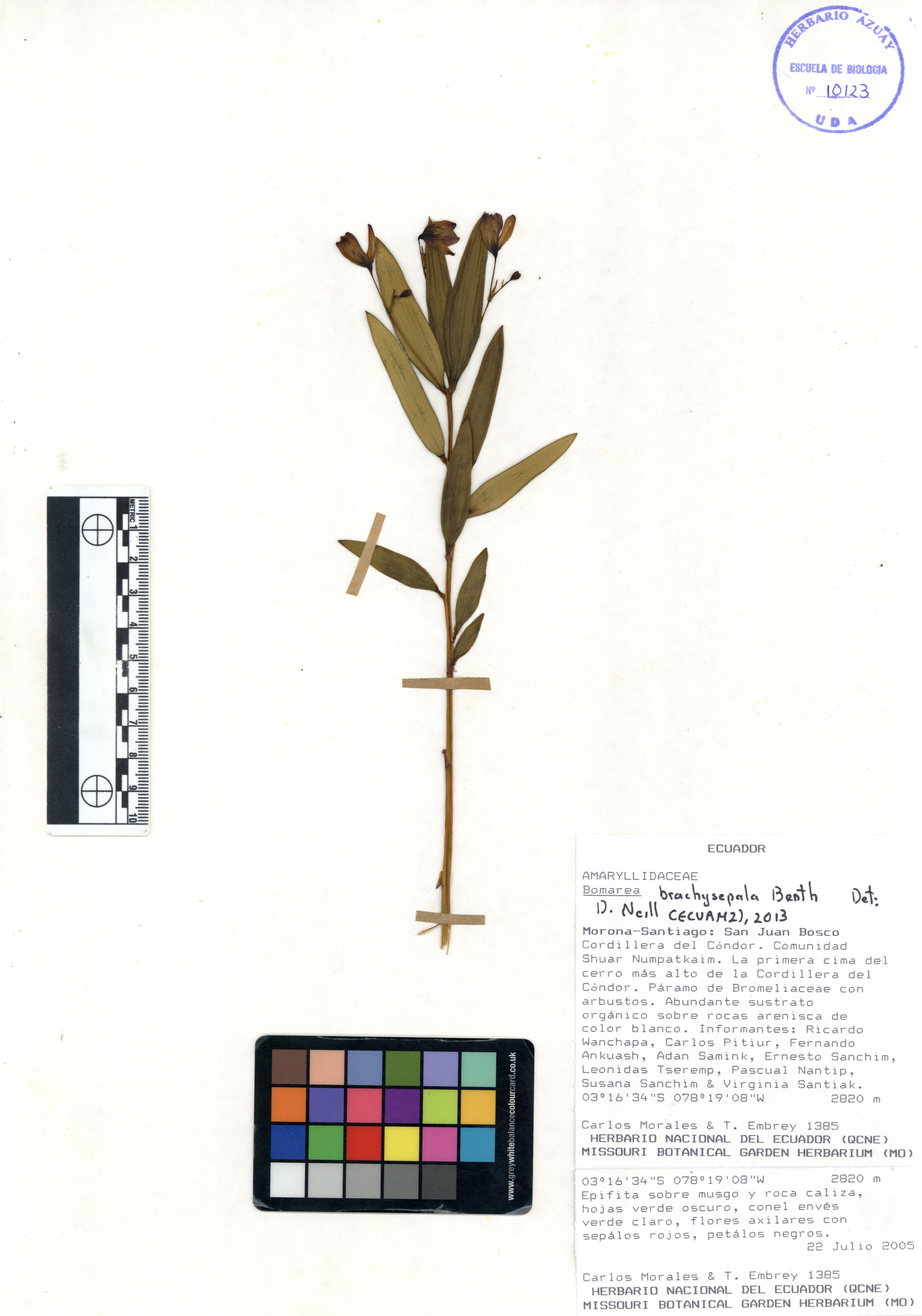 Bomarea brachysepala Benth.