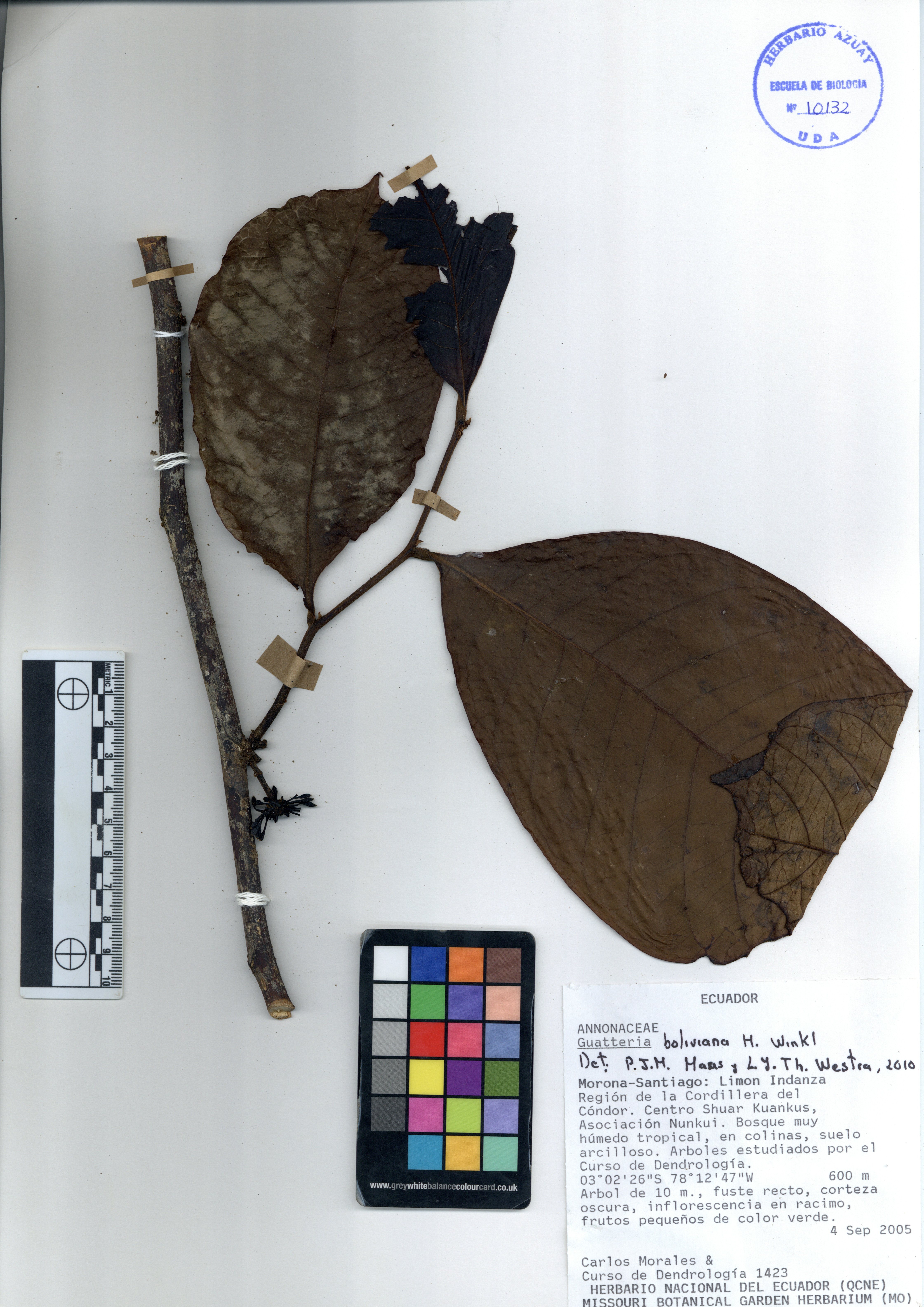 Guatteria boliviana H. Winkl.