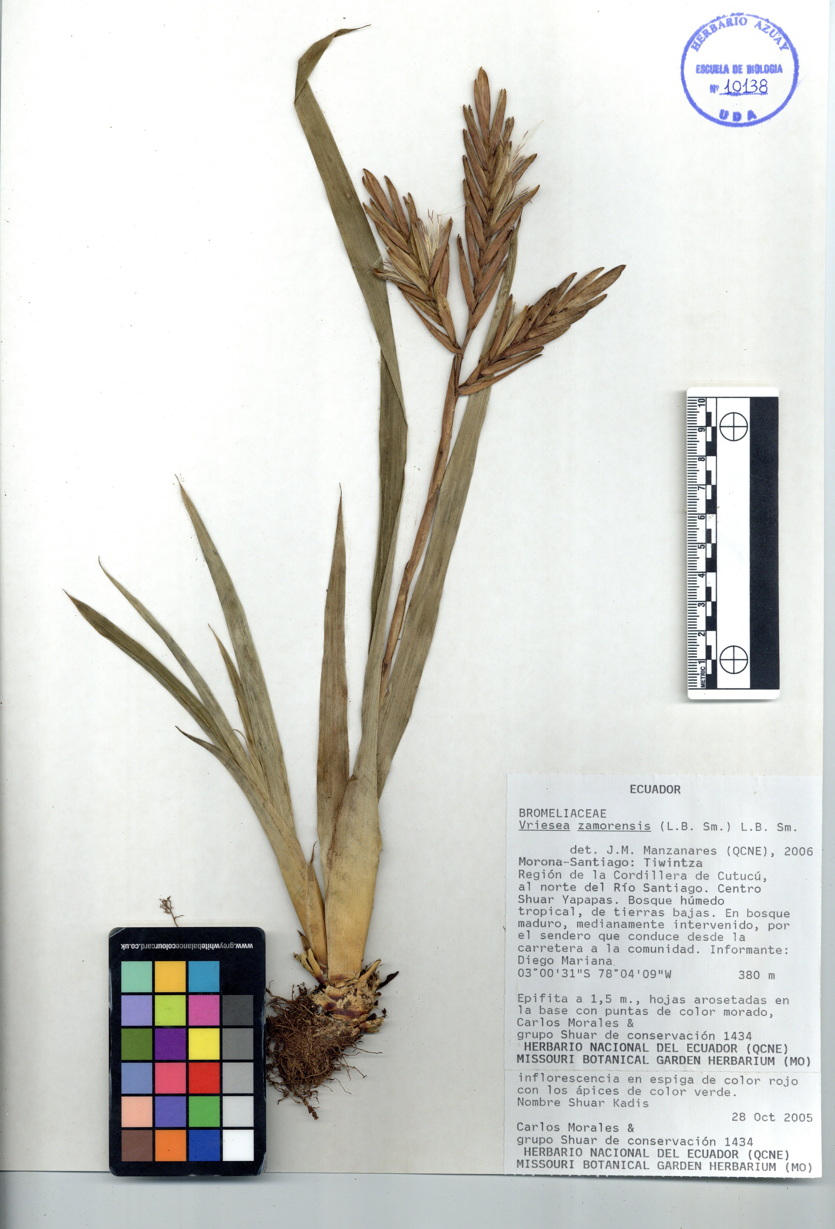 Vriesea zamorensis (L.B. Sm.) L.B. Sm.