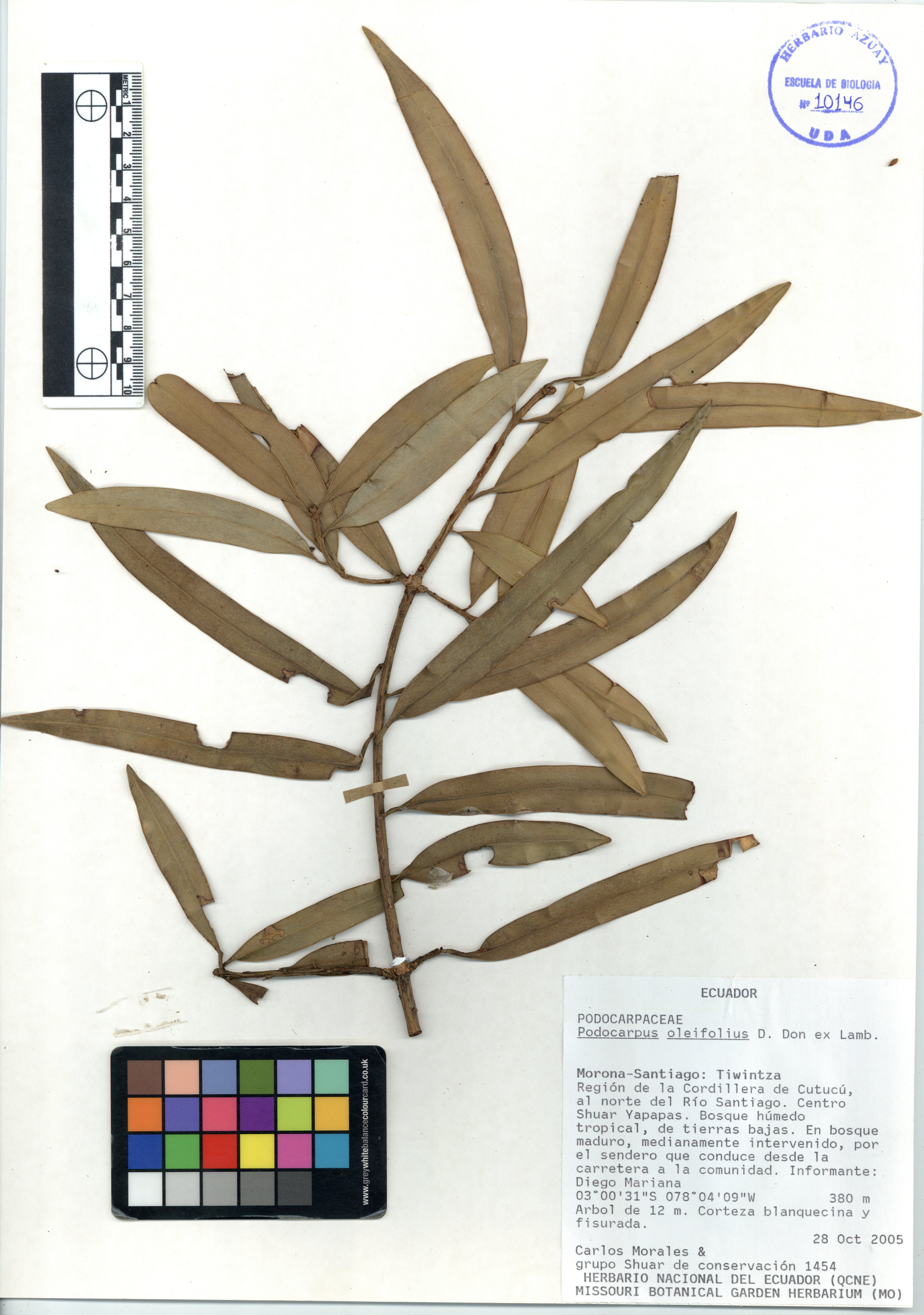 Podocarpus oleifolius D. Don ex Lamb.