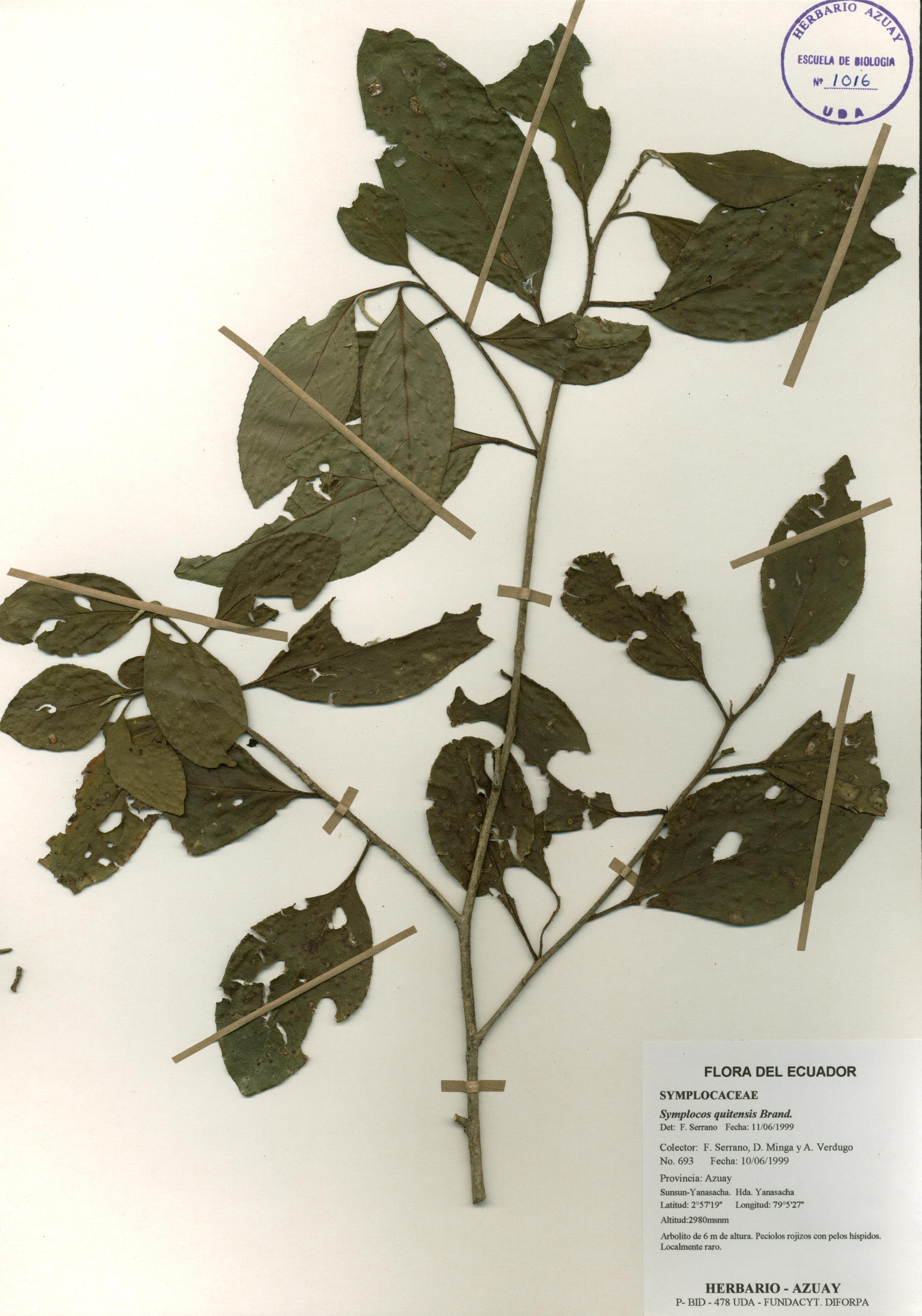 Symplocos quitensis Brand