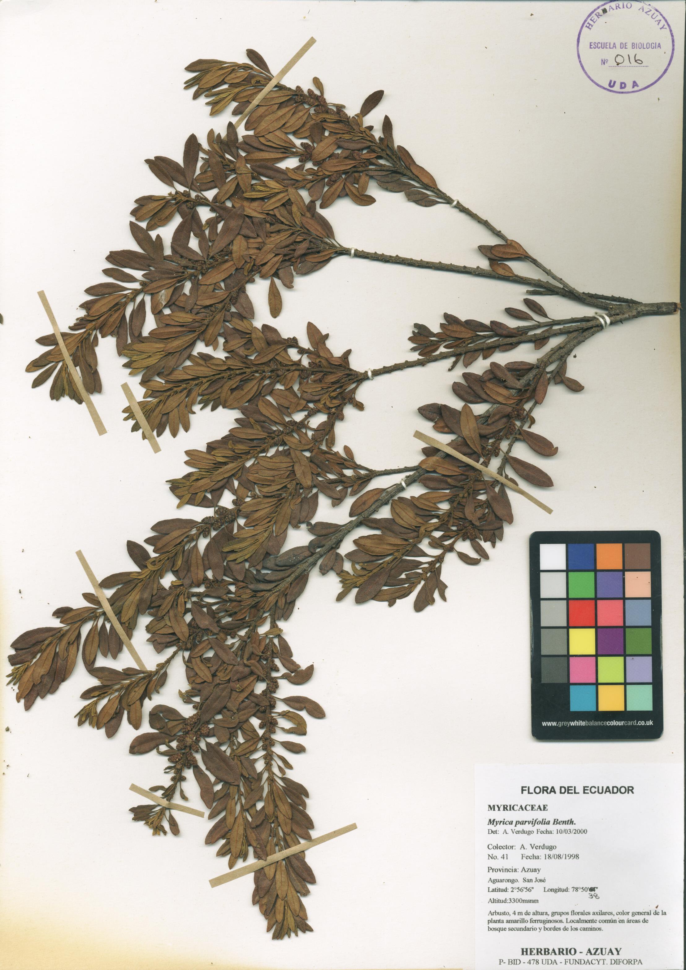 Symplocos quitensis Brand