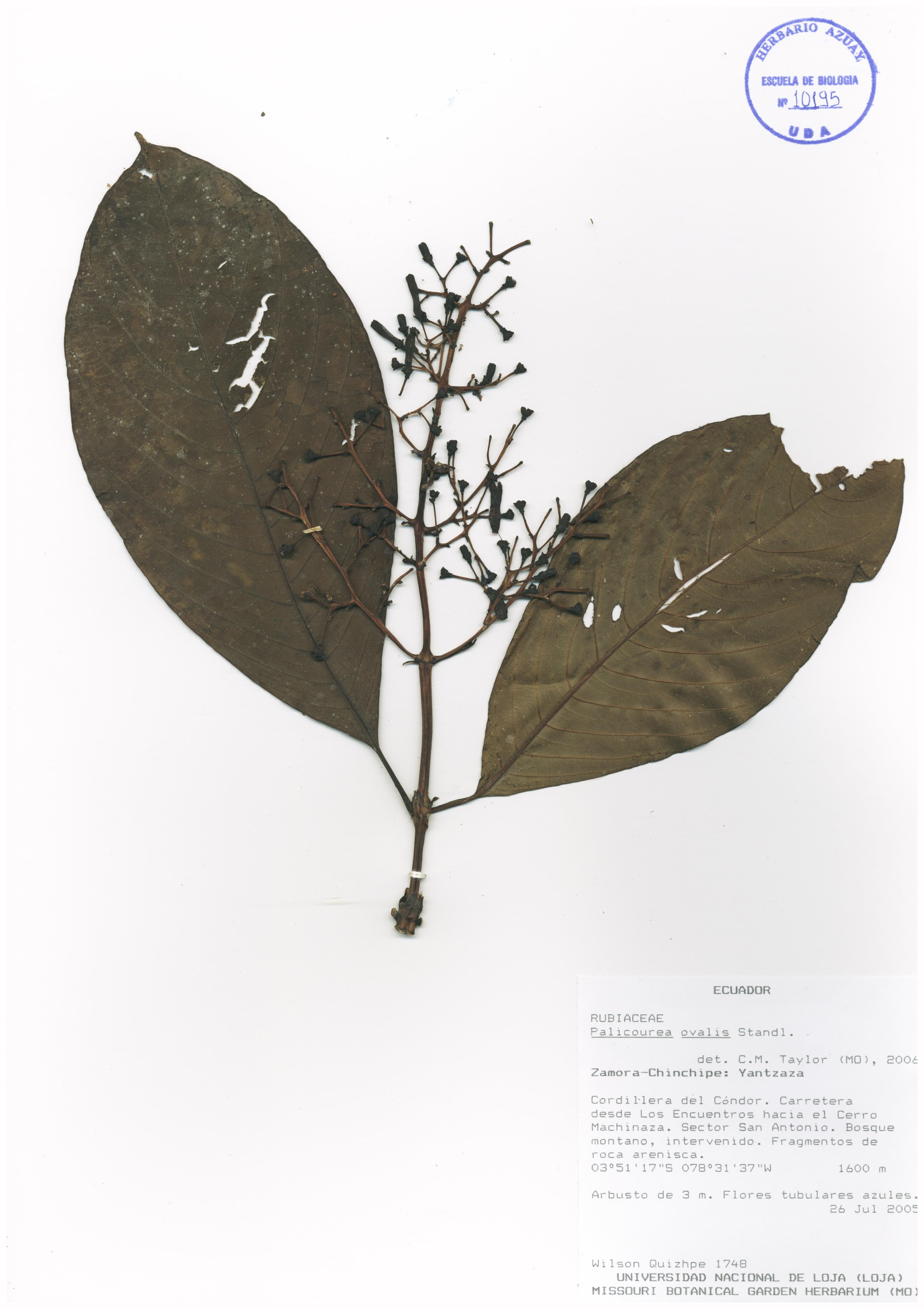 Palicourea ovalis Standl