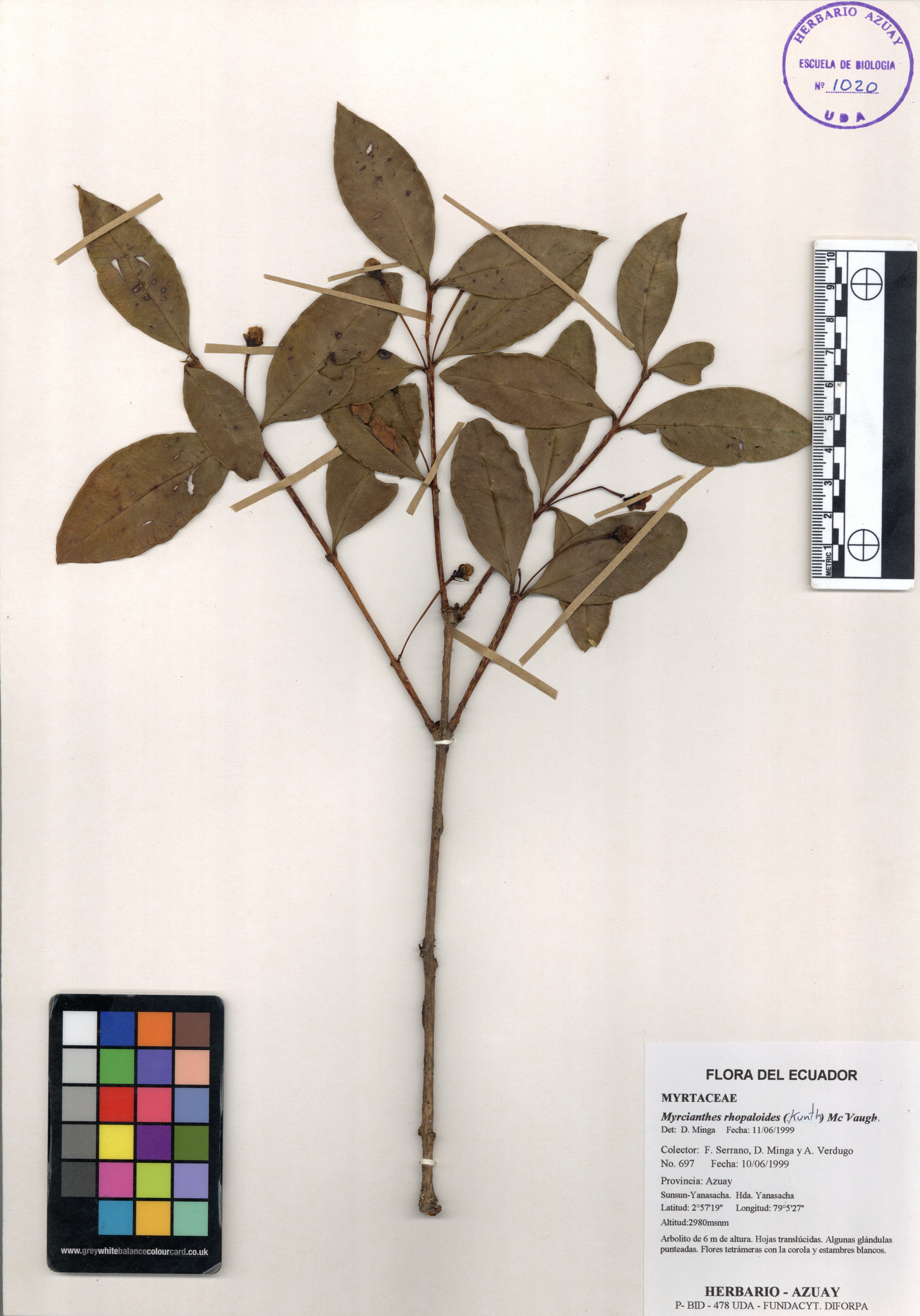 Myrcianthes rhopaloides (Kunth) McVaugh