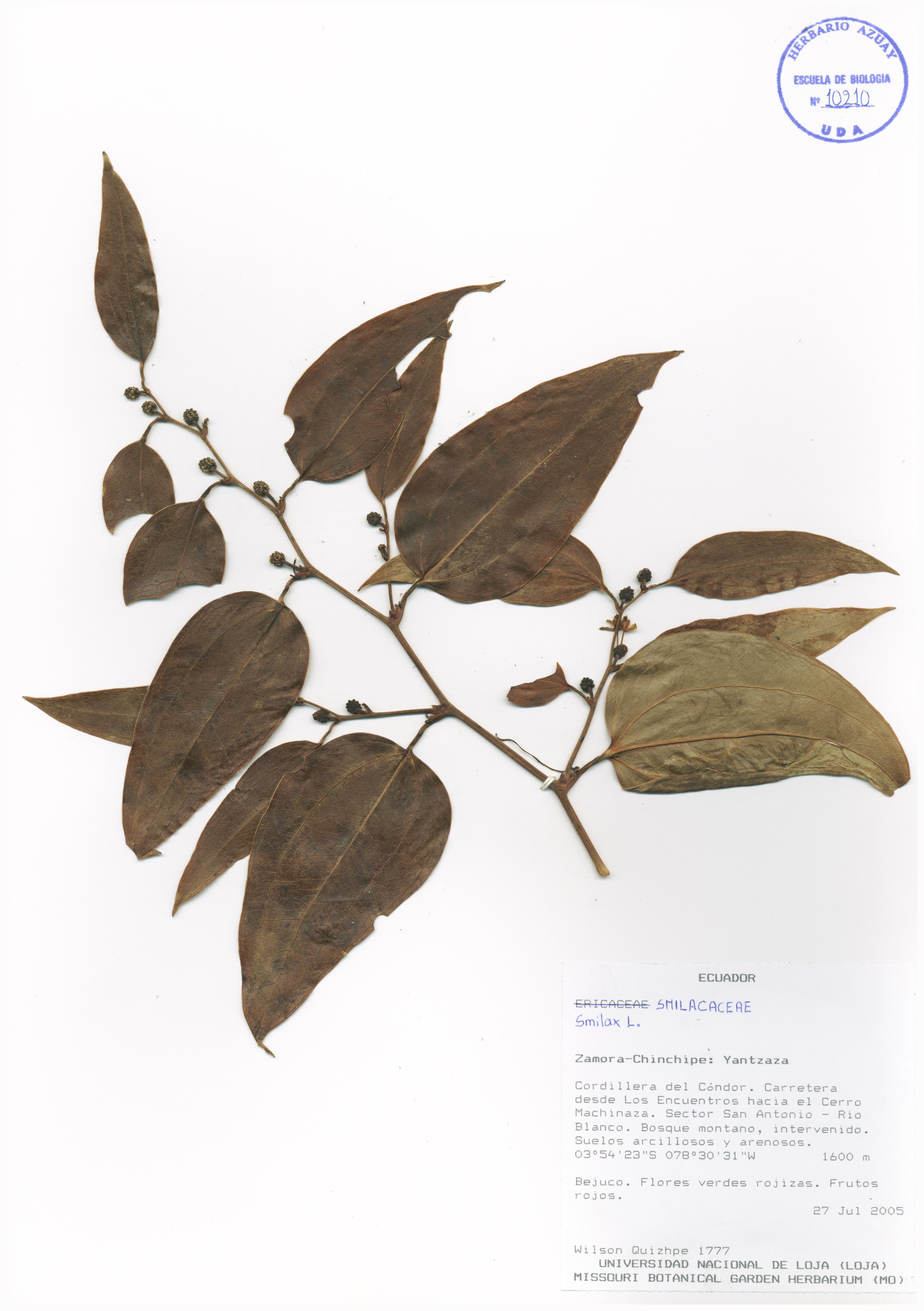 Smilax domingensis Willd.