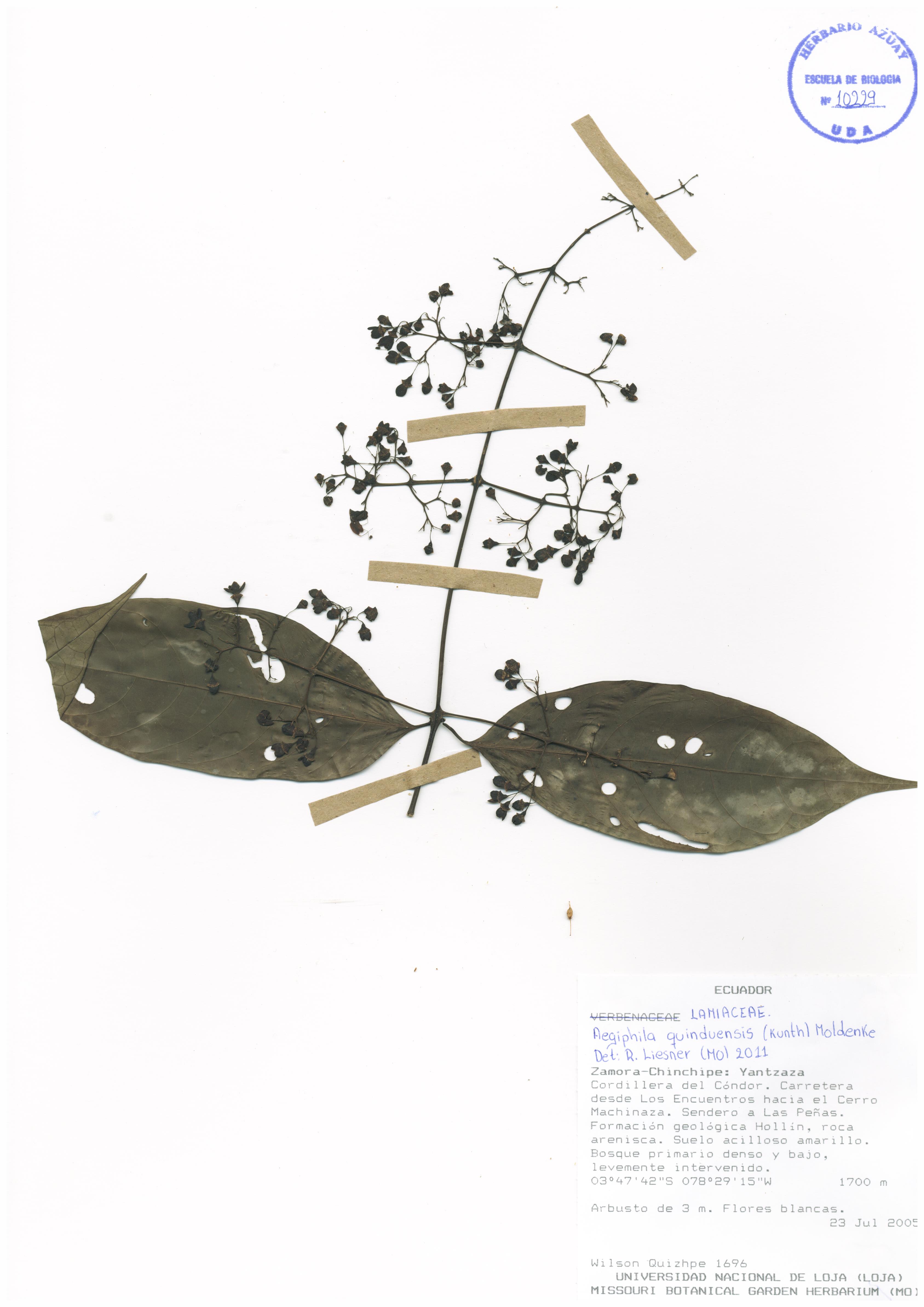 Aegiphila quinduensis (Kunth) Moldenke
