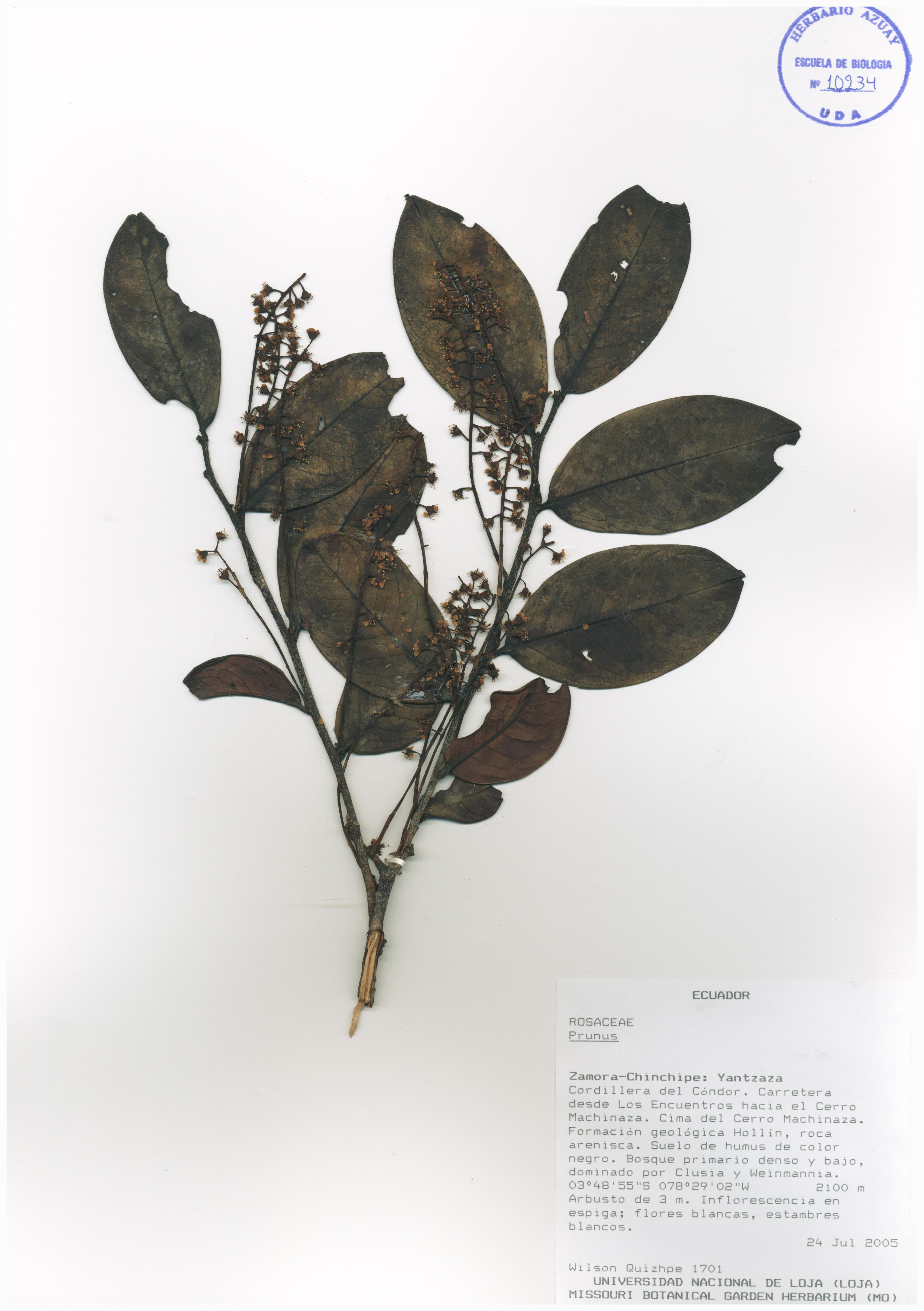 Prunus sin determinar sin determinar