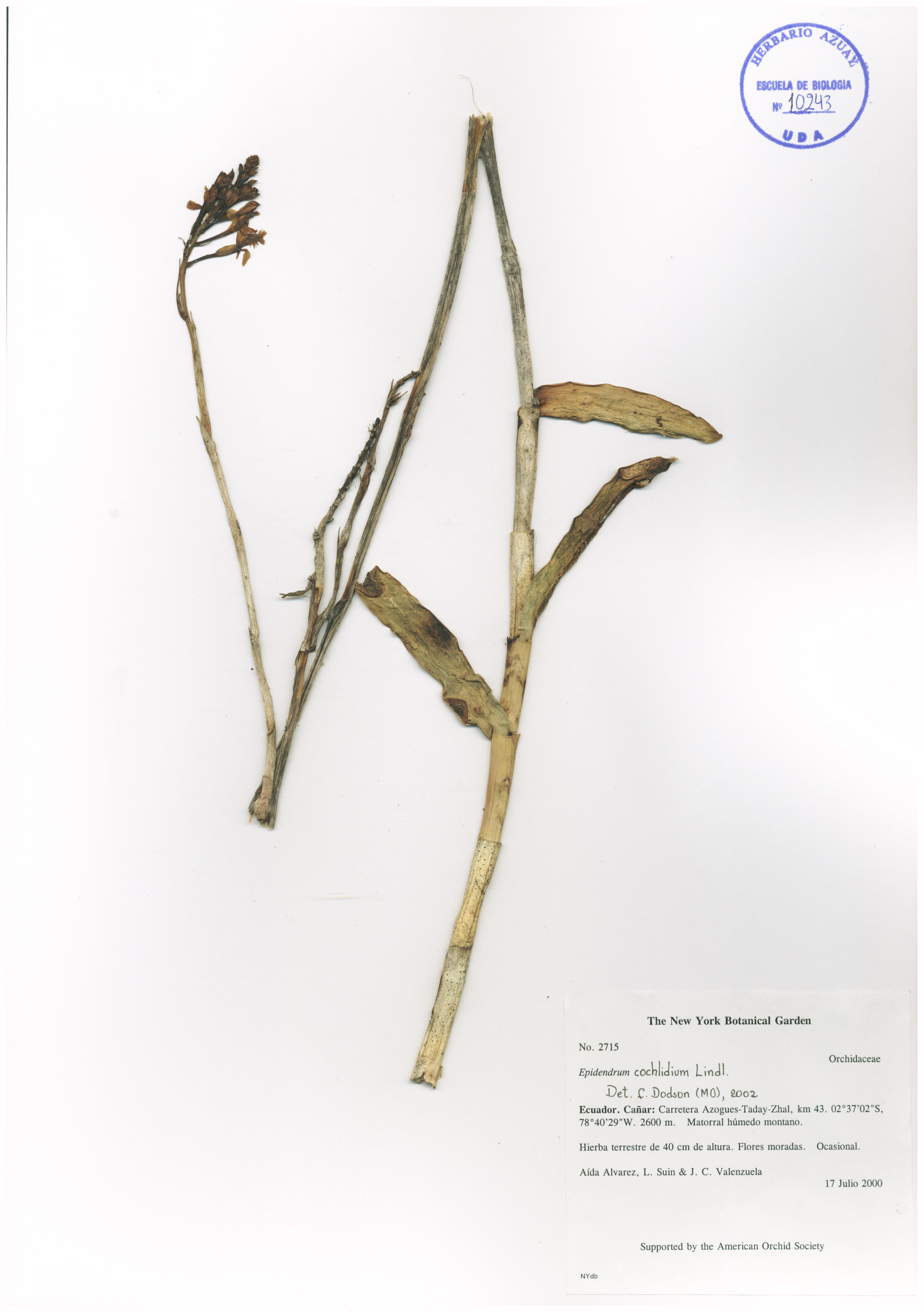 Epidendrum cochlidium Lindl.