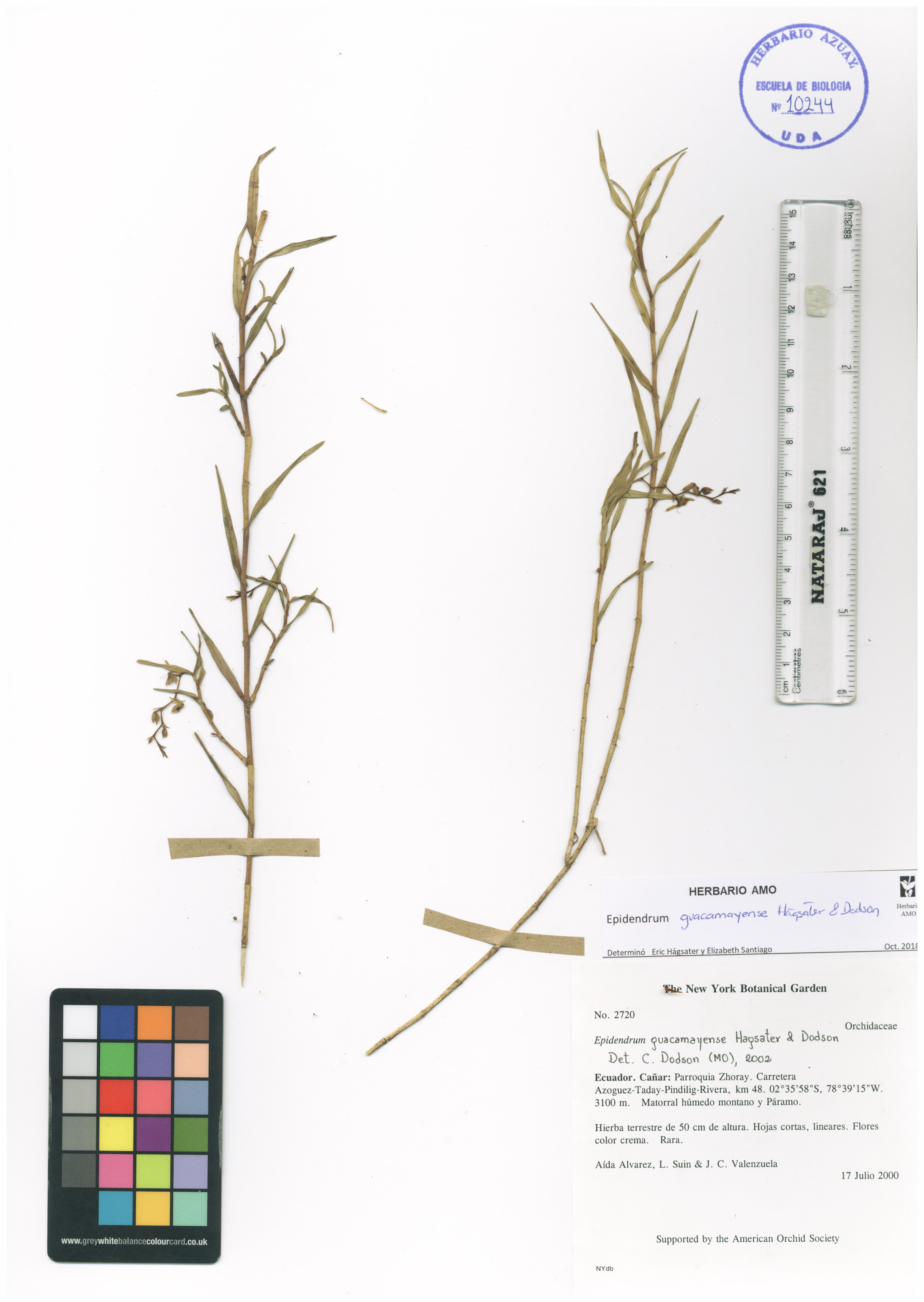 Epidendrum guacamayense Hágsater & Dodson