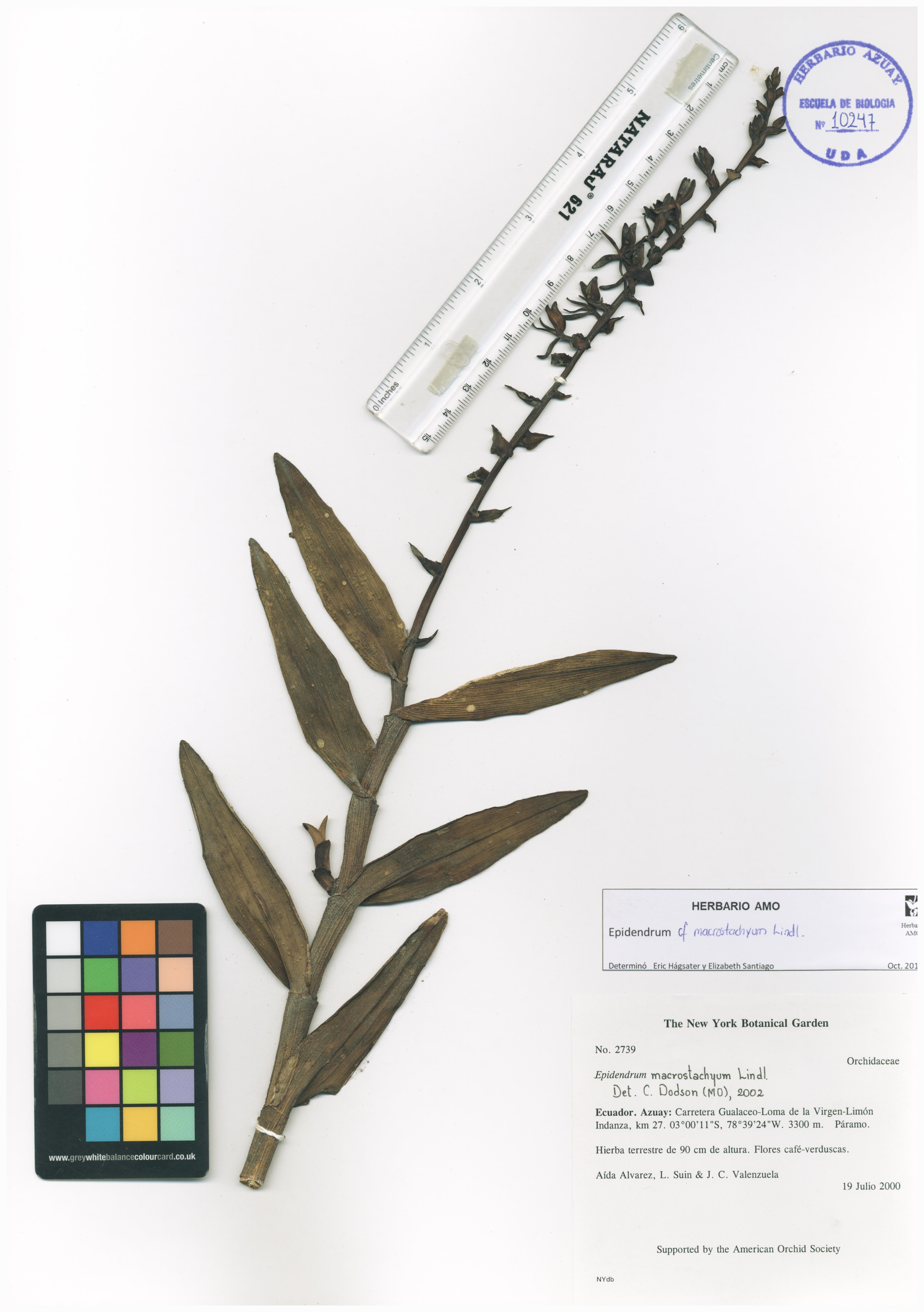 Epidendrum macrostachyum Lindl.