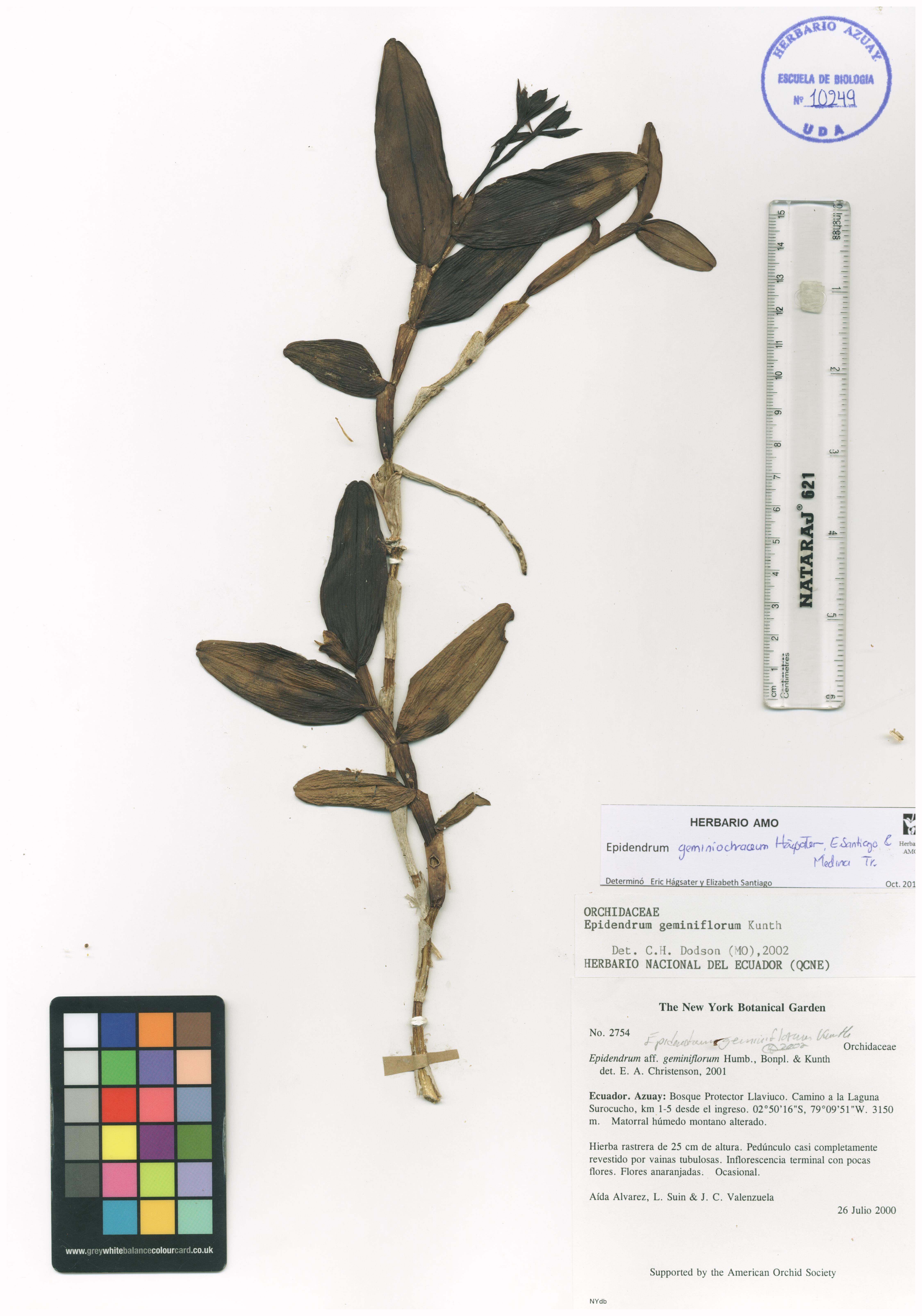 Epidendrum geminiochraceum Hágsater, E. Santiago & Medina Tr.