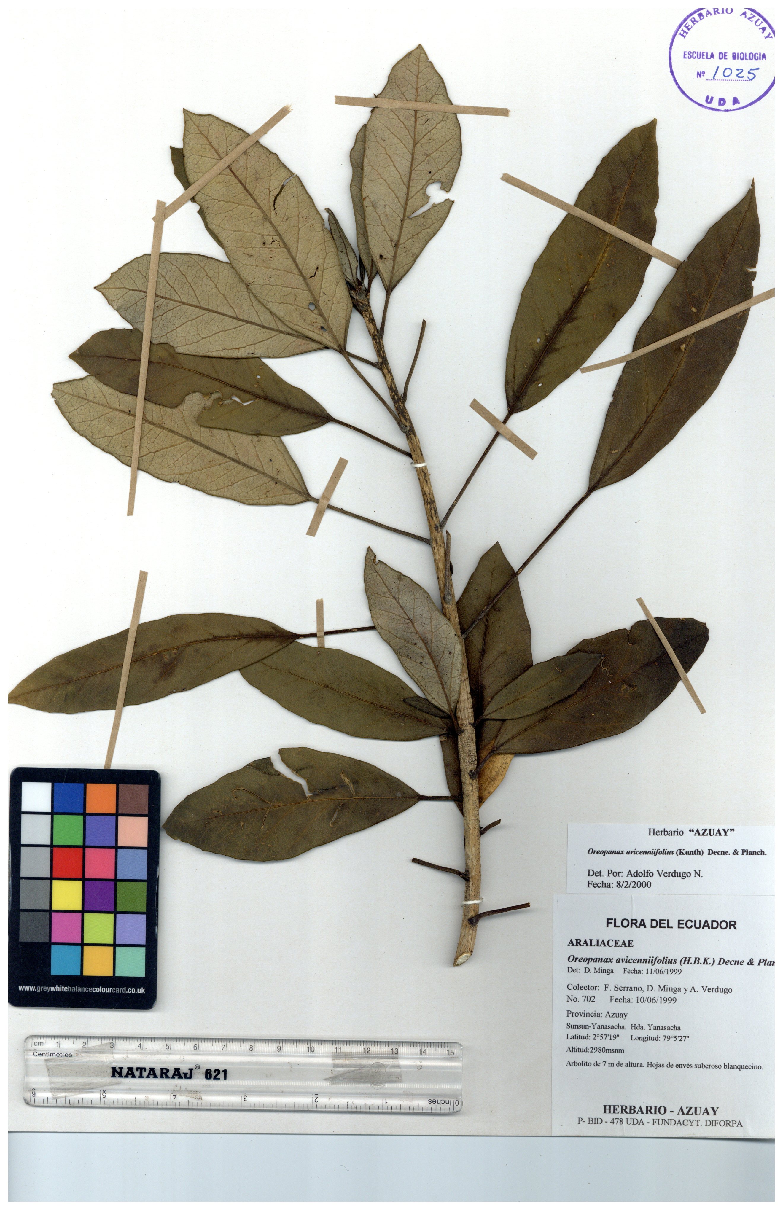 Oreopanax avicenniifolius (Kunth) Decne. & Planch.