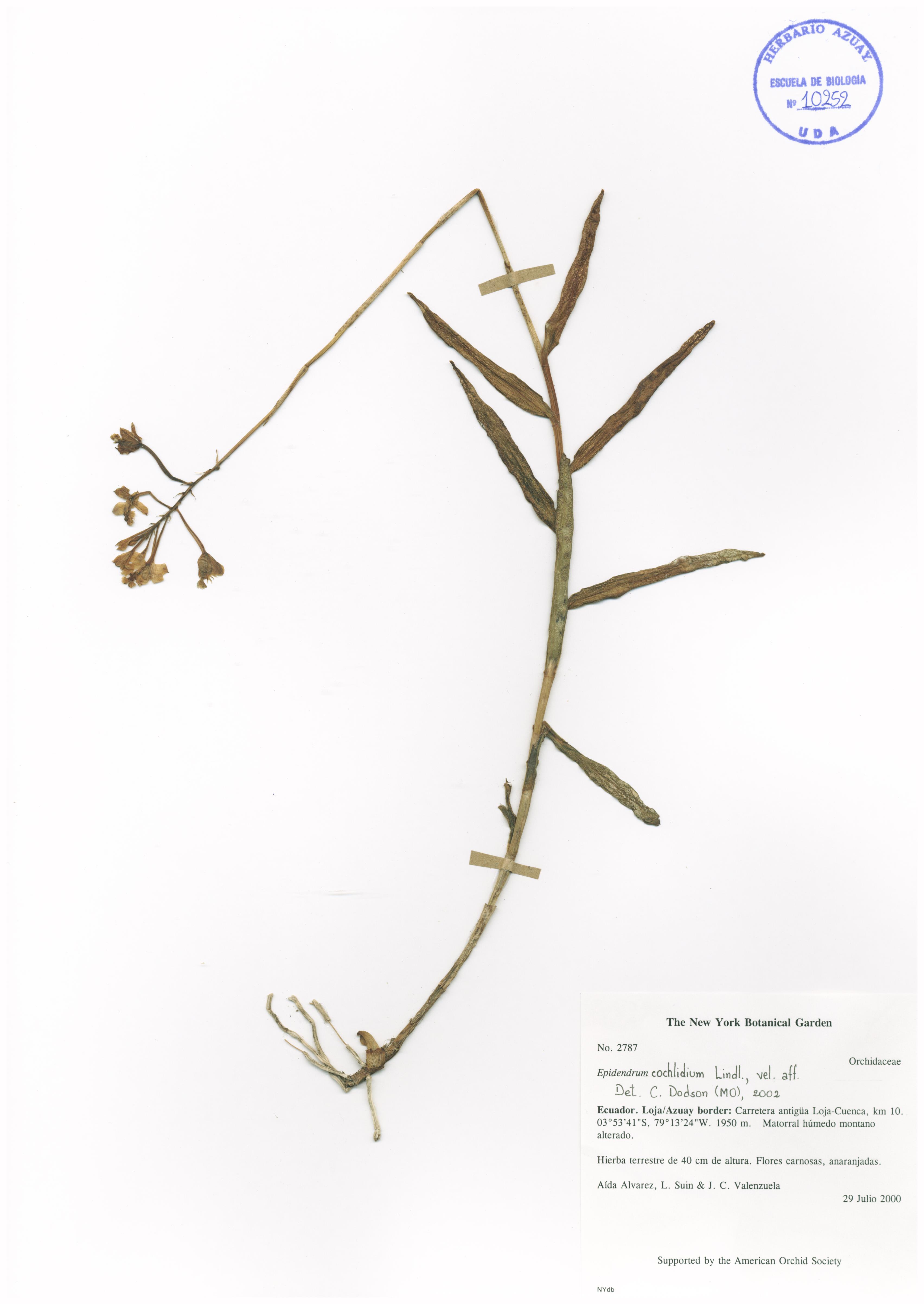 Epidendrum cochlidium Lindl.