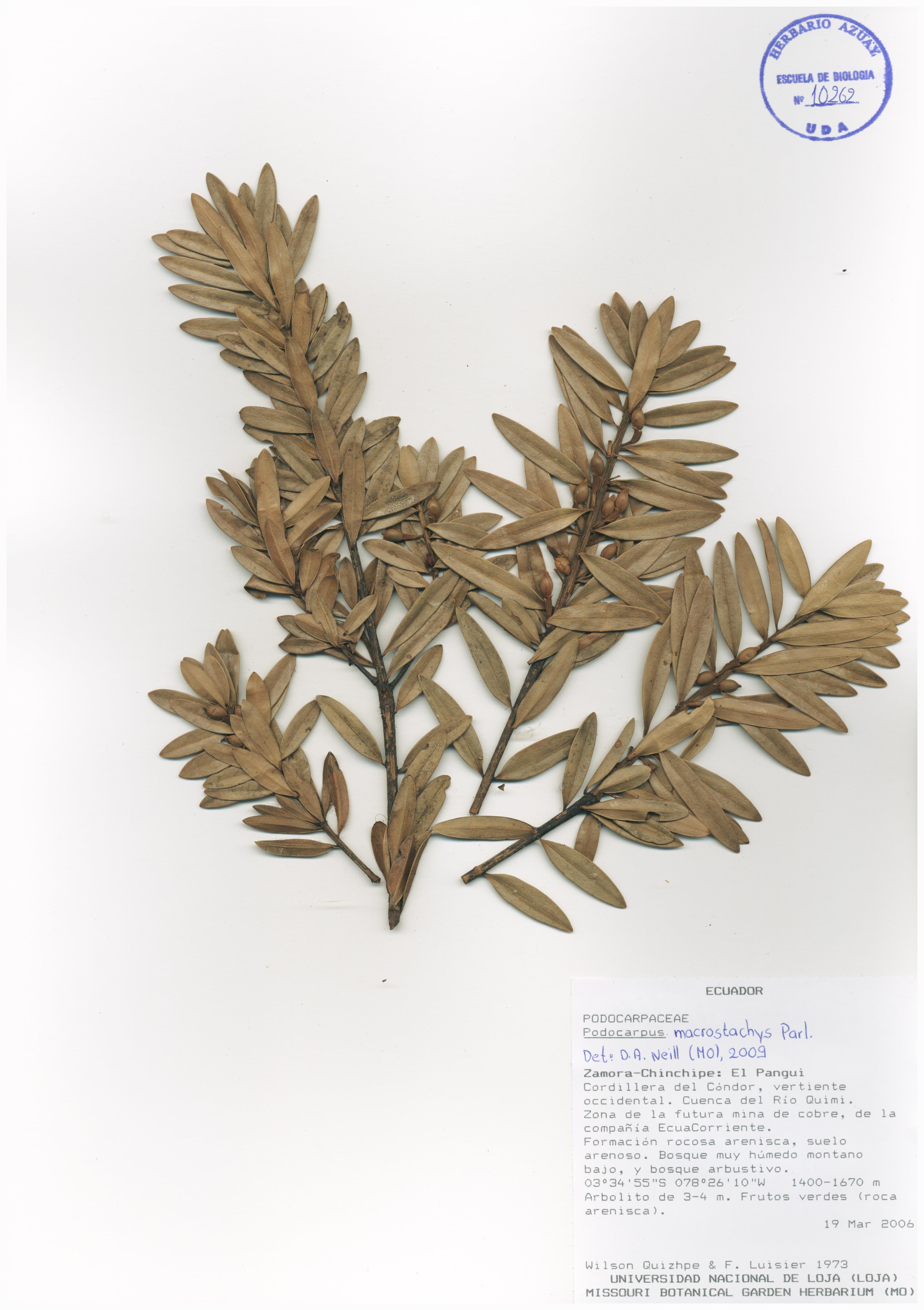 Podocarpus macrostachys Parl