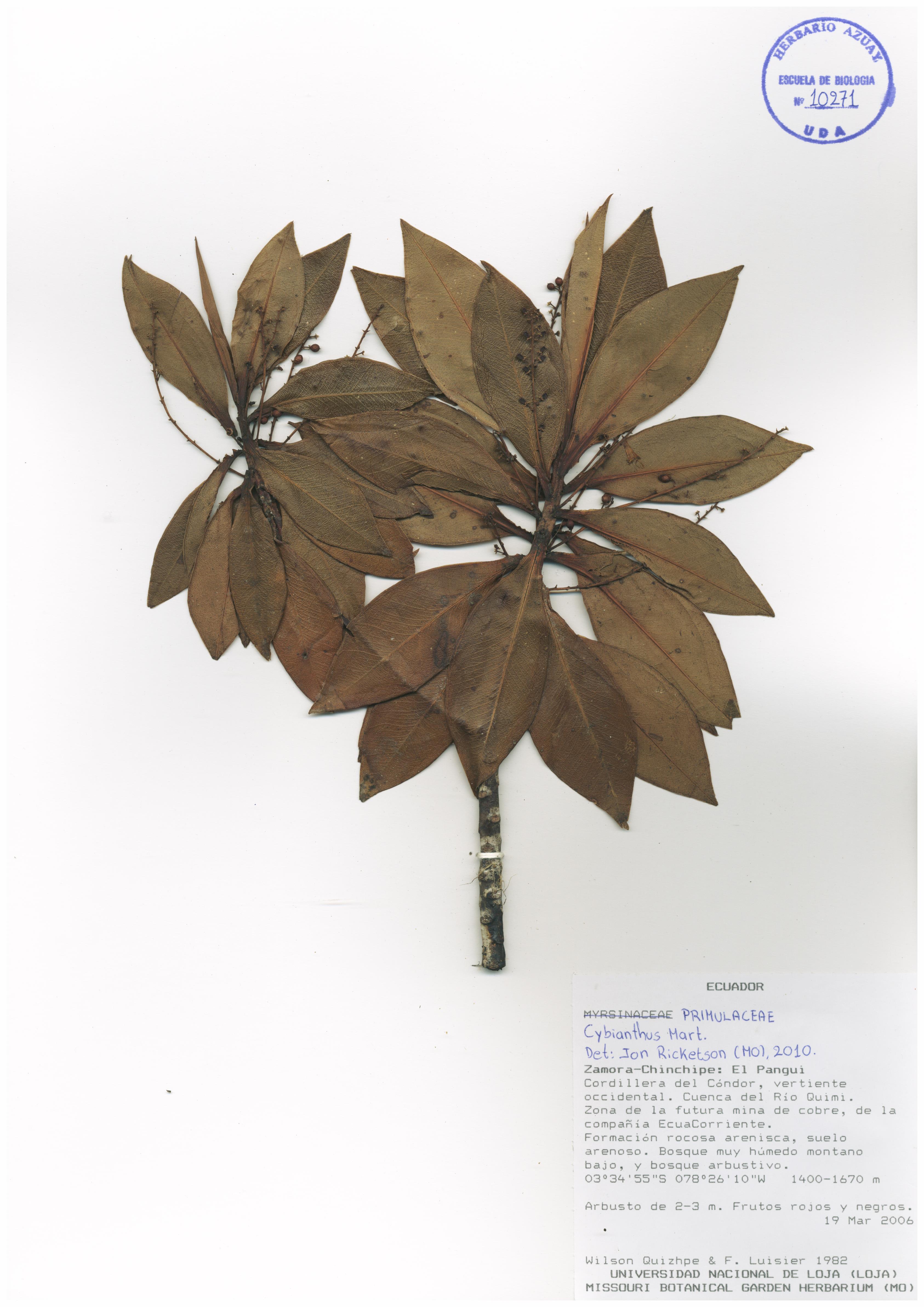 Cybianthus. sin determinar sin determinar