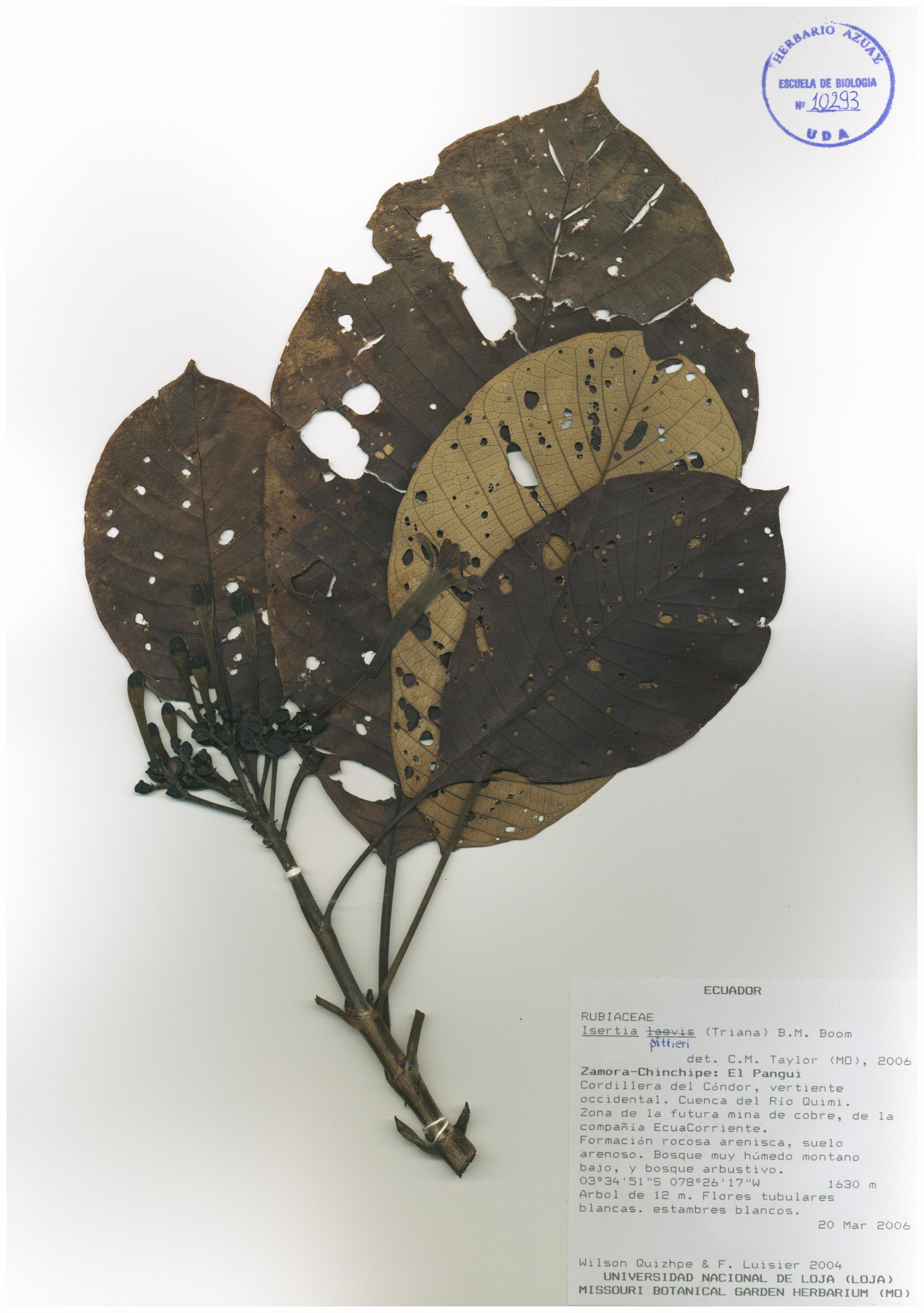 Isertia pittieri R. S. Williams
