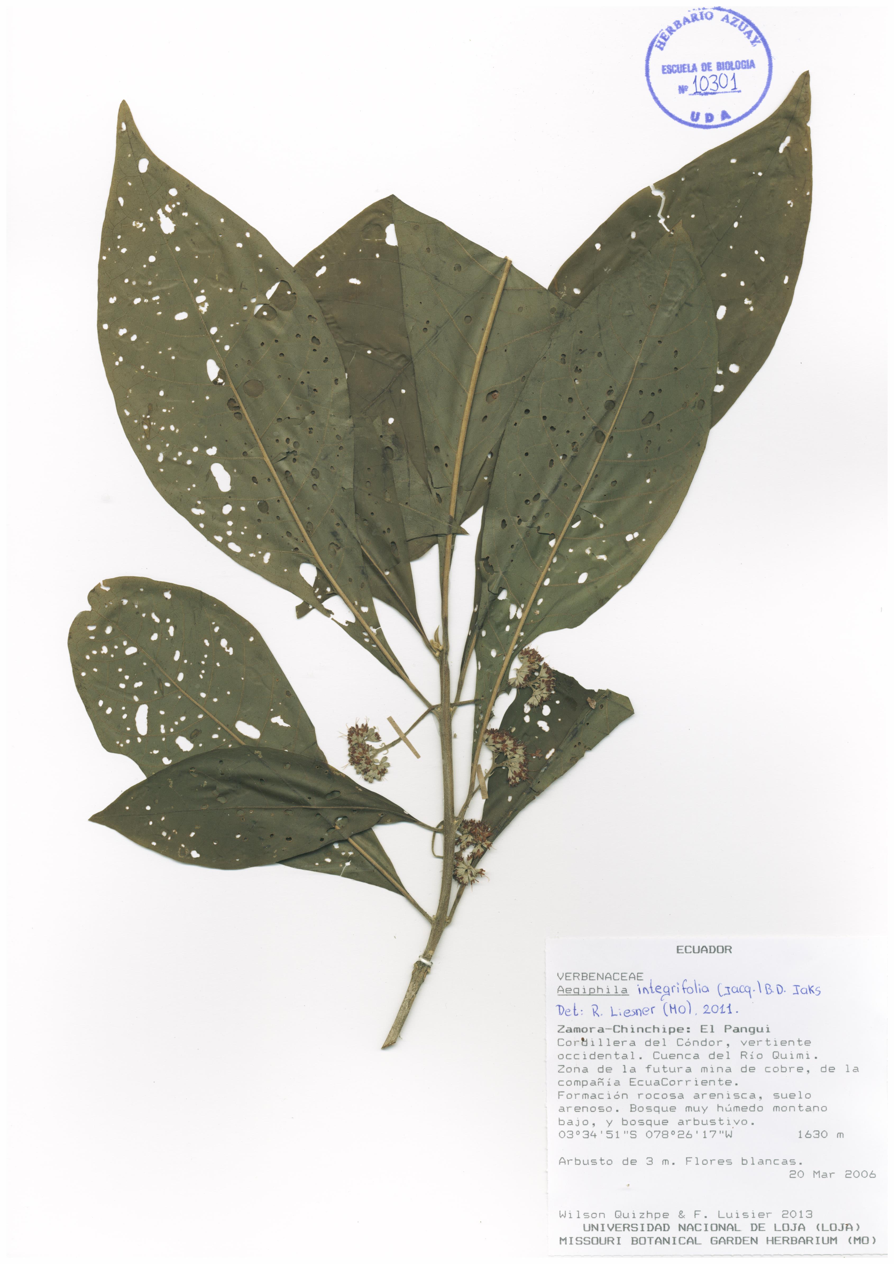 Aegiphila integrifolia (Jacq.) B.D. Jacks.