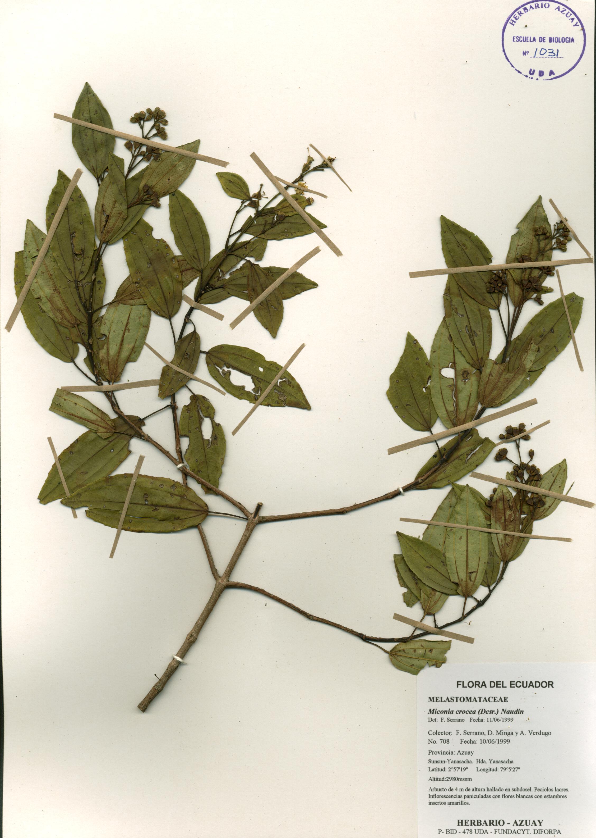 Miconia crocea (Desr.) Naudin.
