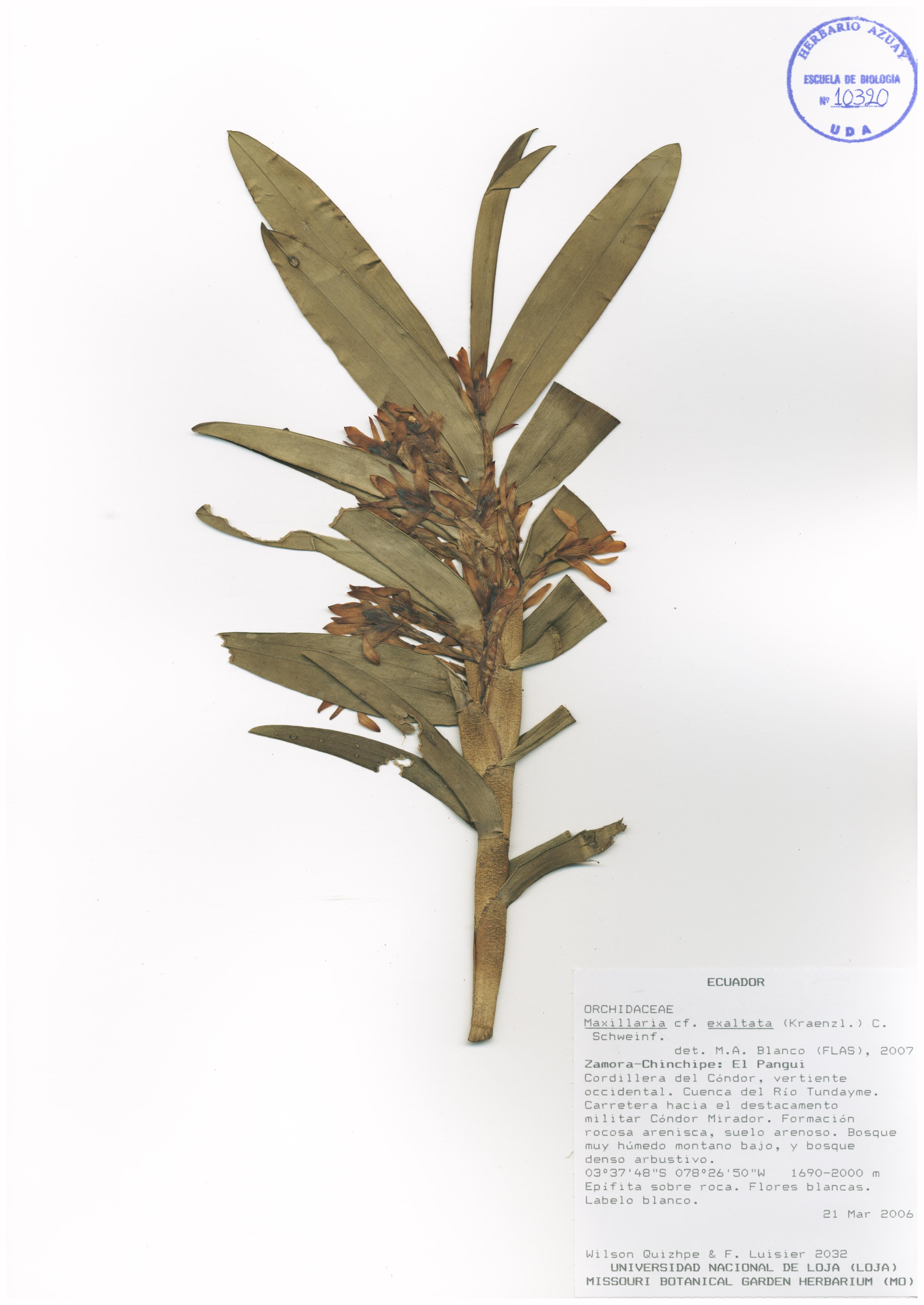 Maxillaria exaltata (Kraenzl.) C. Schweinf.