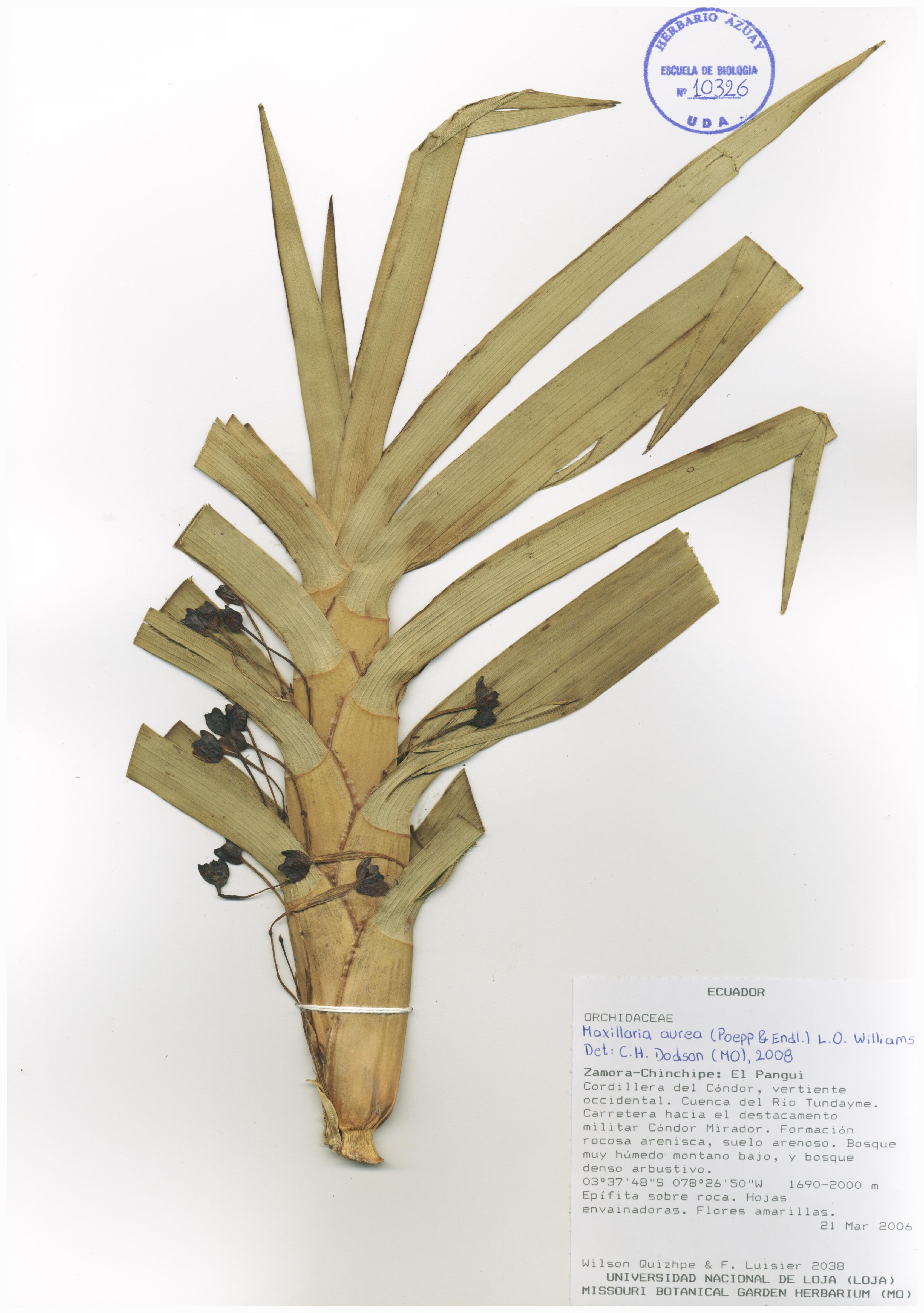 Maxillaria aurea (Poepp. & Endl.) L.O. Williams