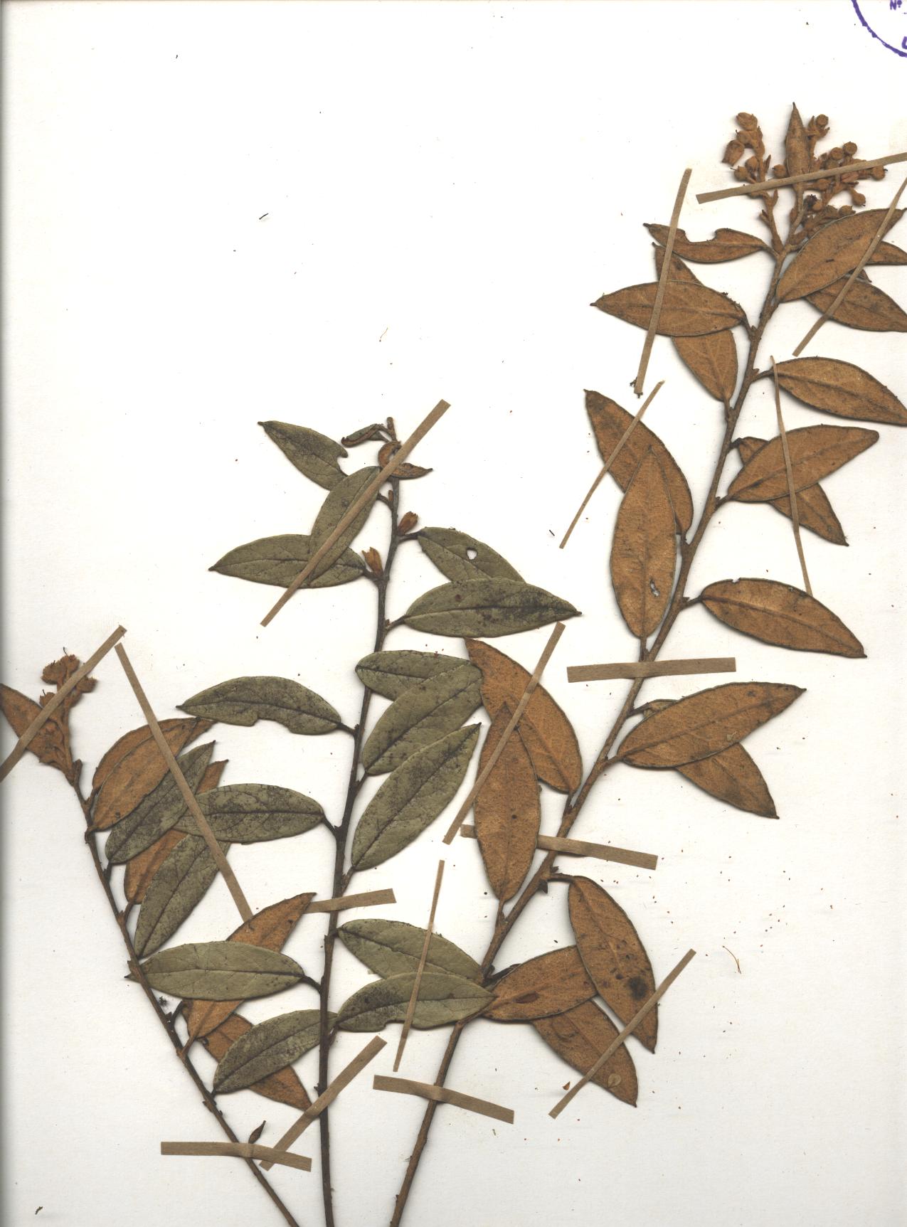 Gaultheria tomentosa Kunth
