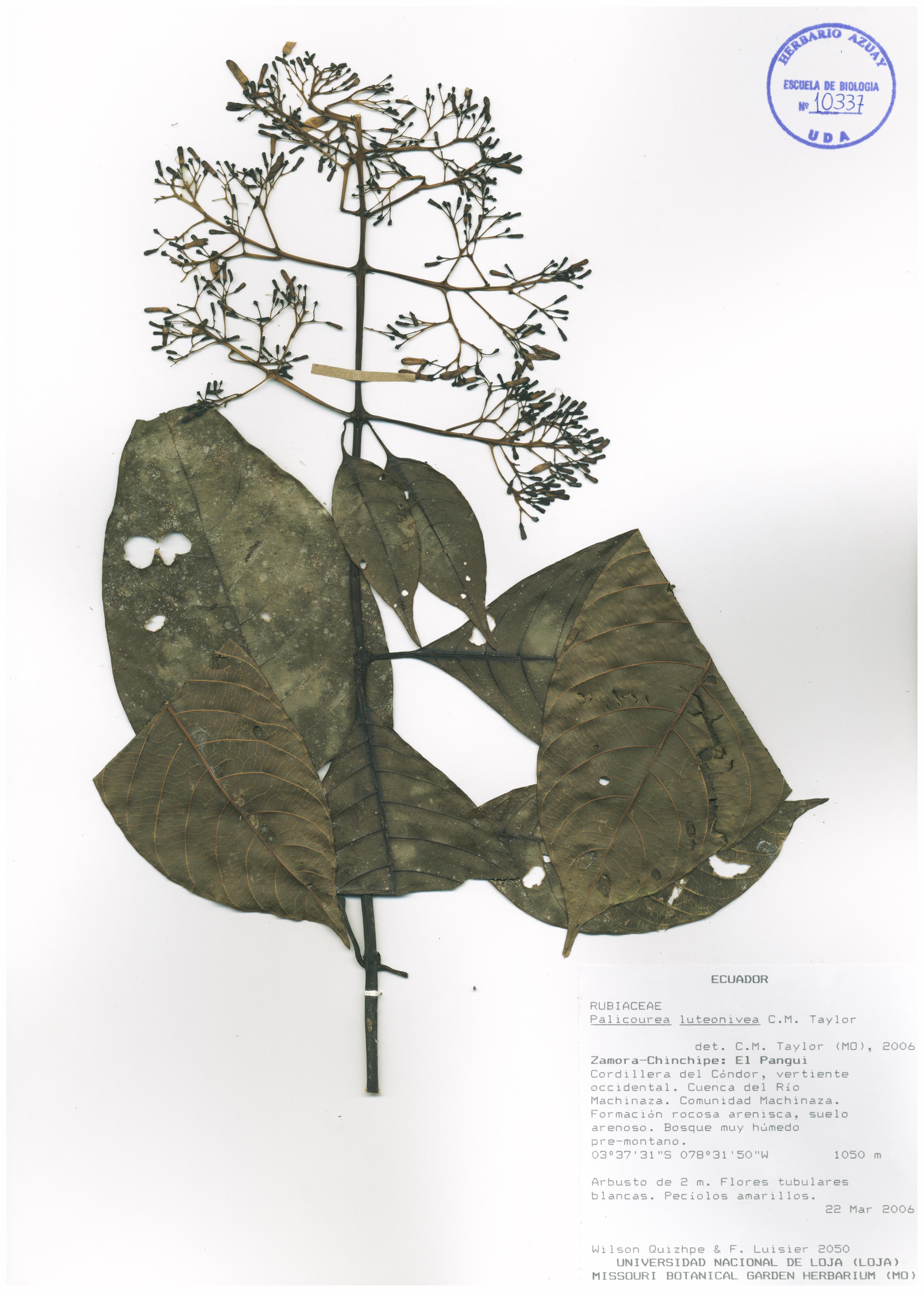 Palicourea luteonivea C.M. Taylor