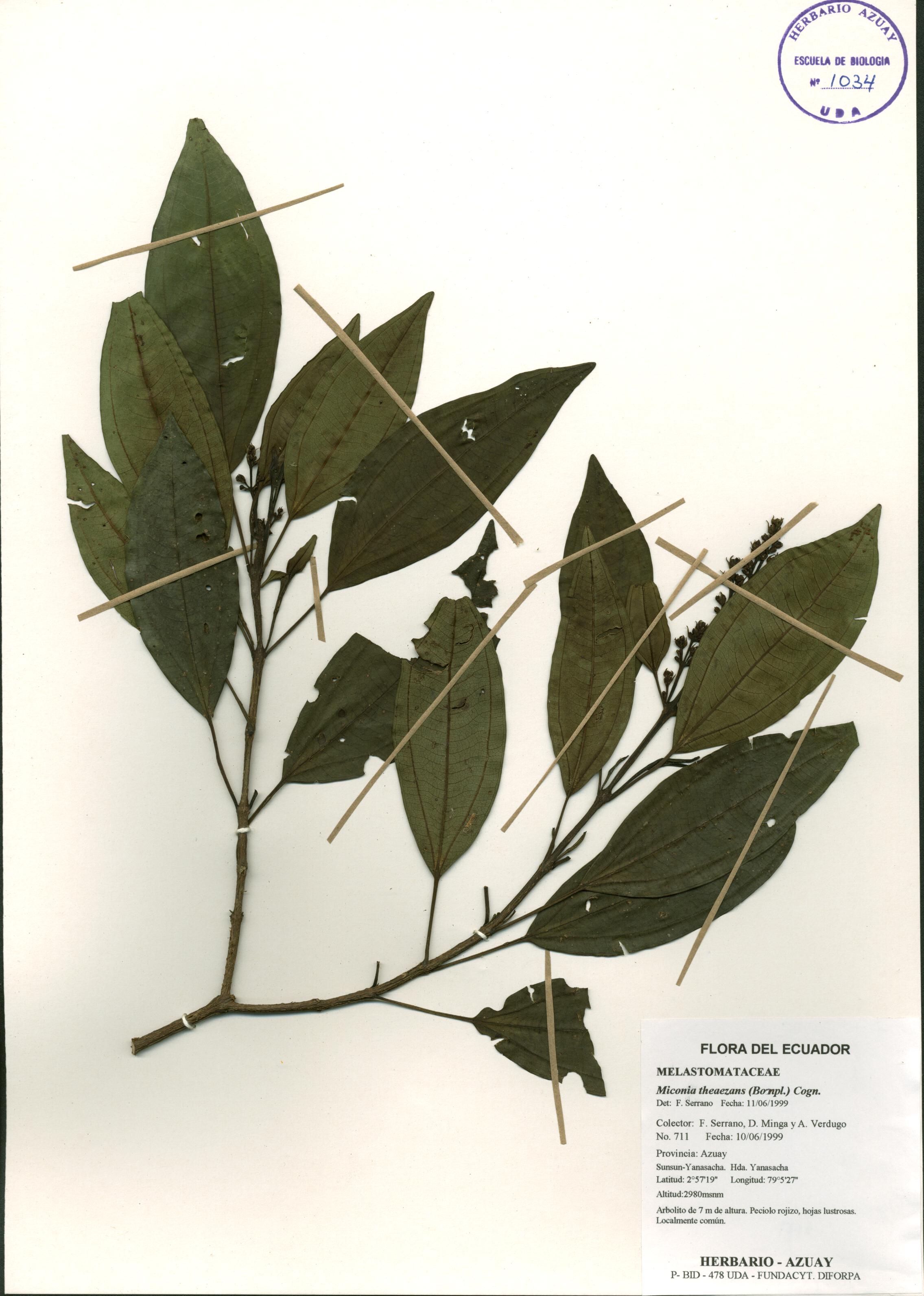 Miconia theaezans (Bonpl.) Cogn.