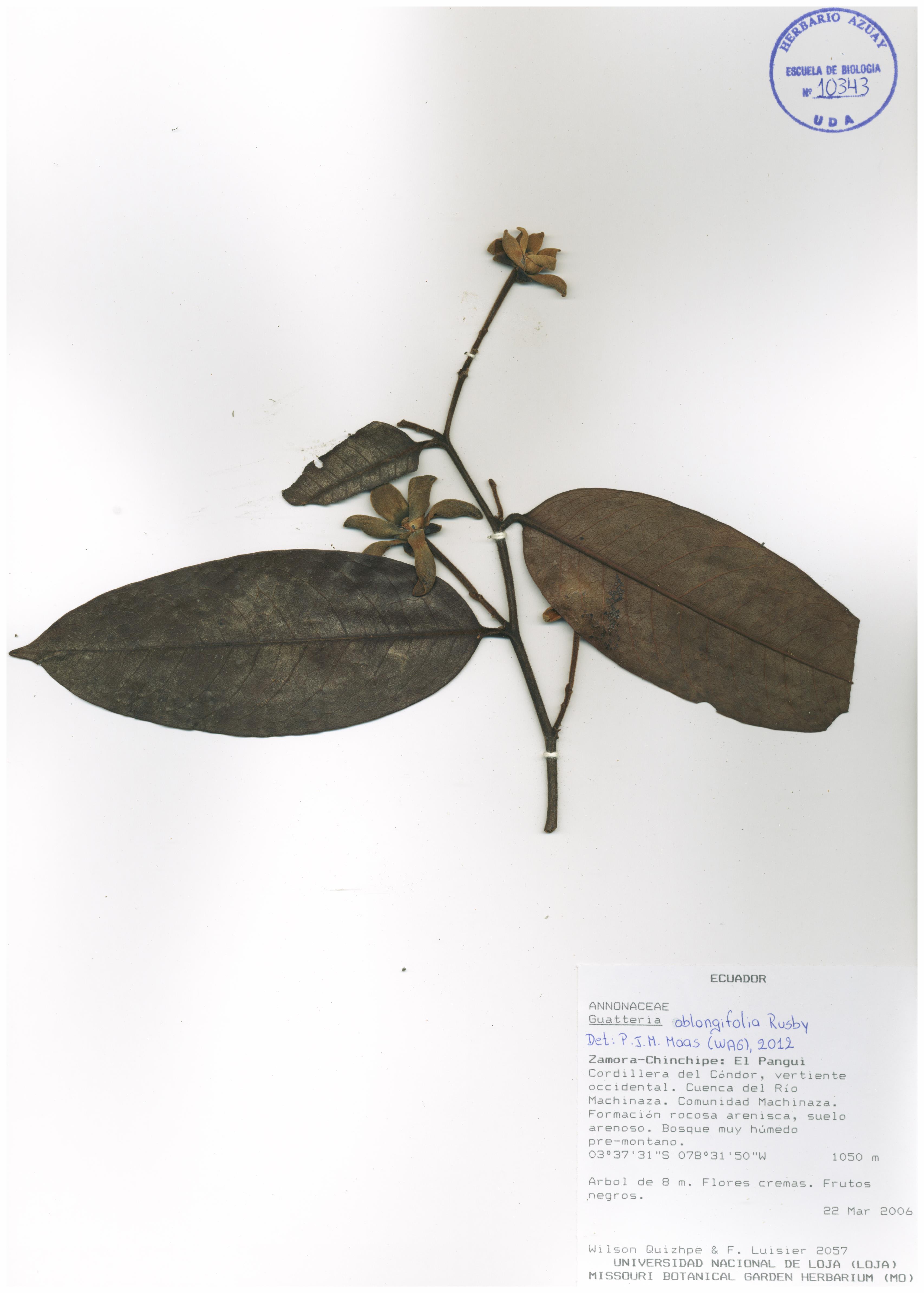 Guatteria oblongifolia Standl.