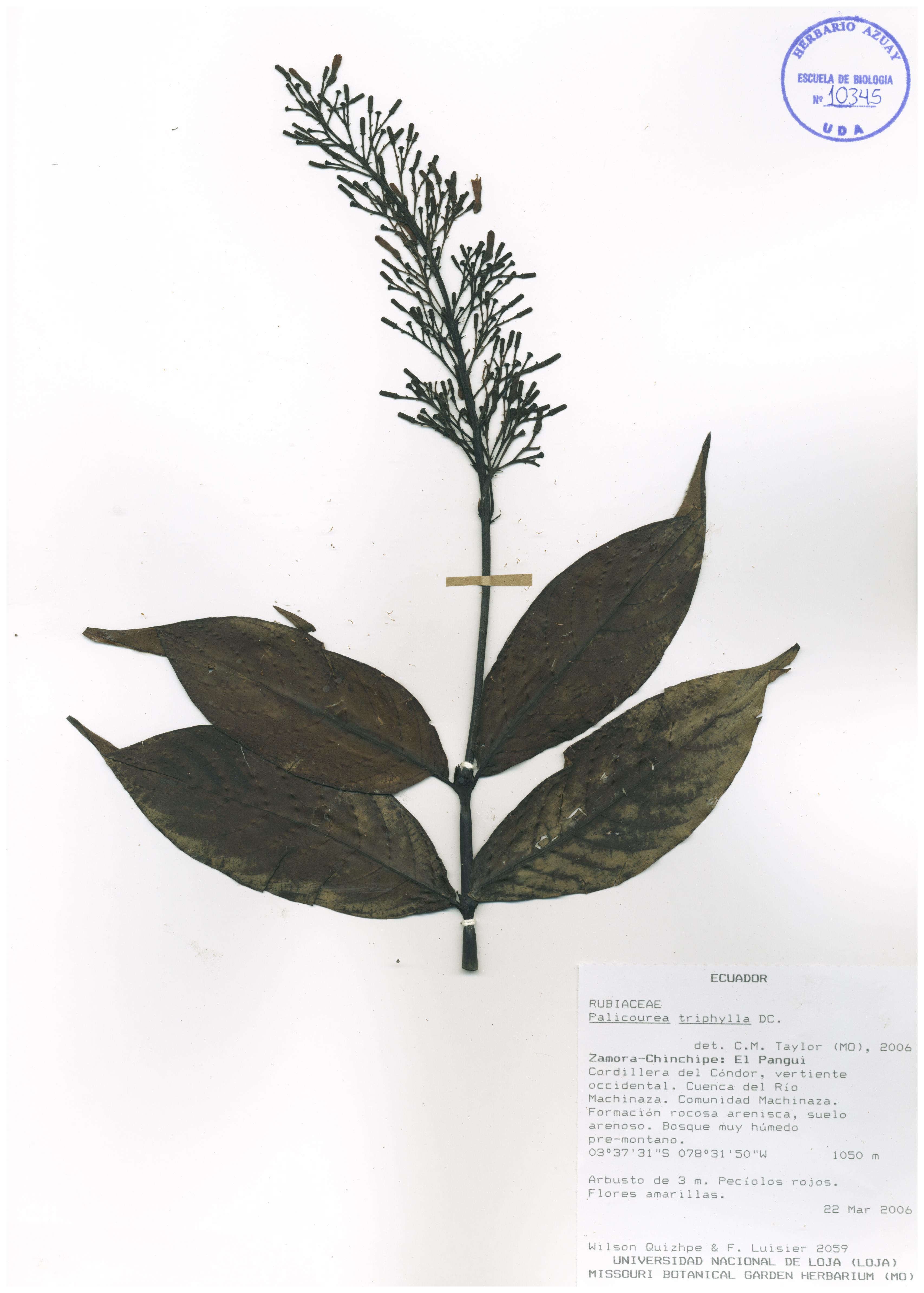 Palicourea triphylla DC.