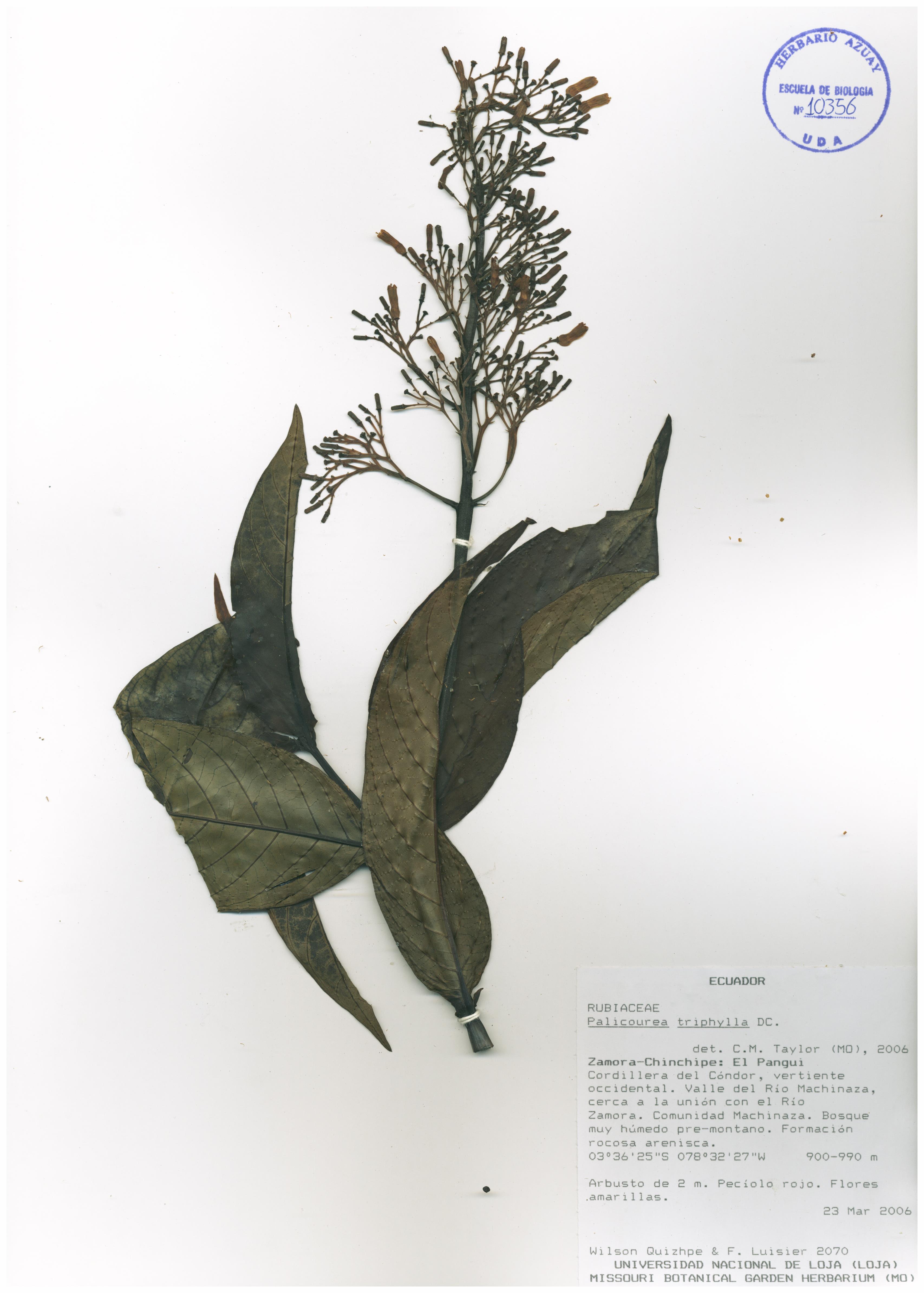 Palicourea triphylla DC.