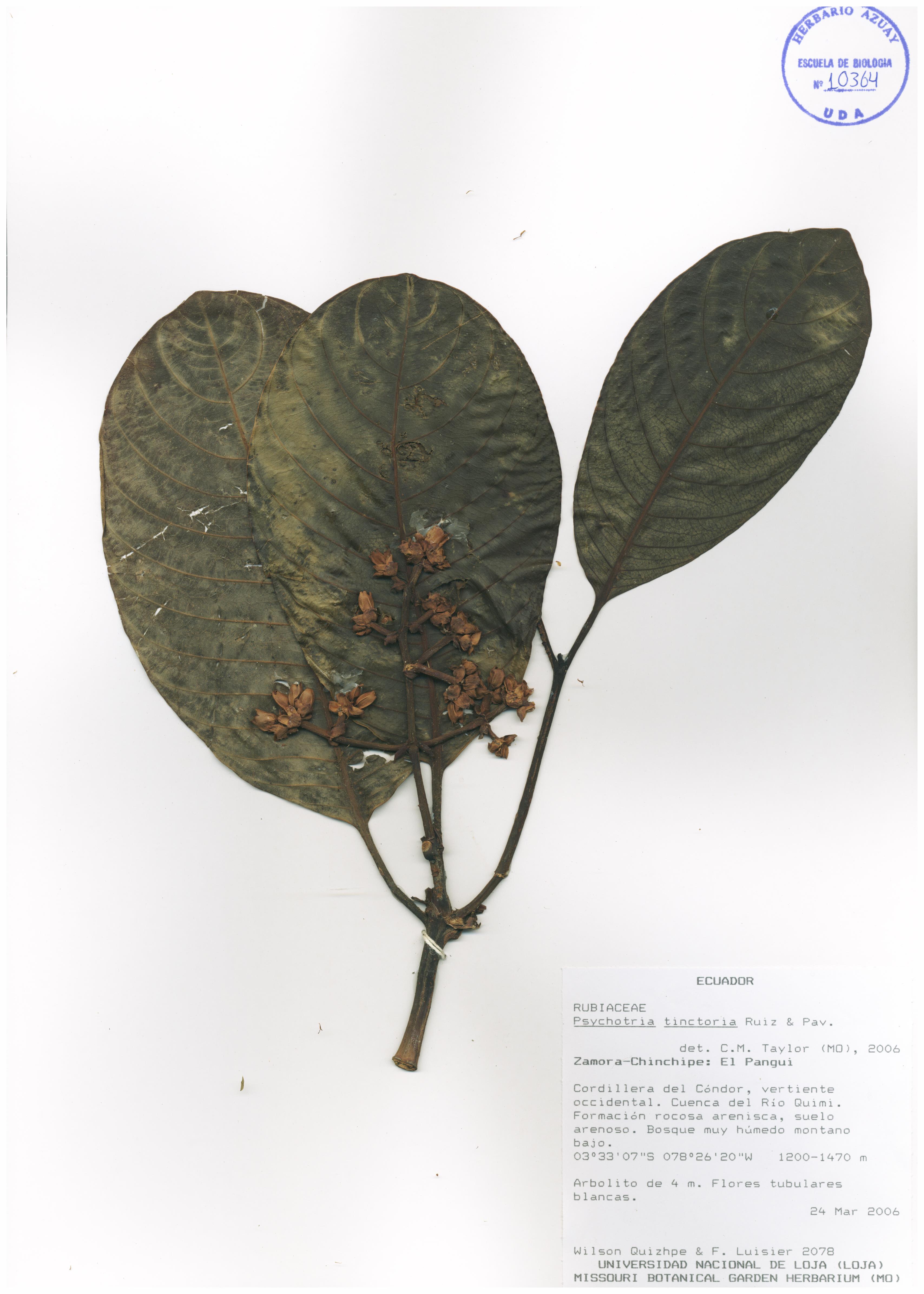 Psychotria tinctoria Ruiz y Pavon