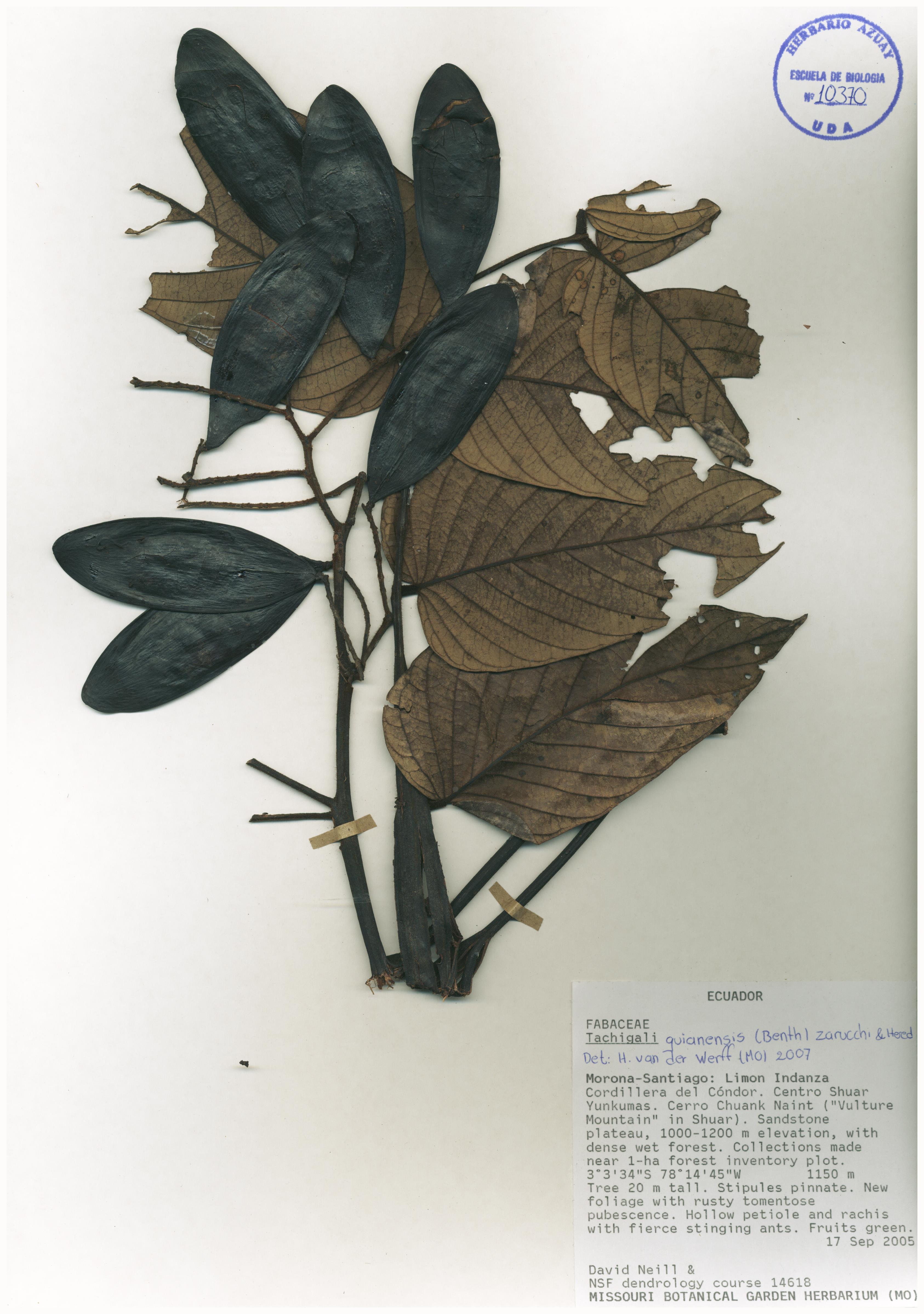 Tachigali. guianensis (Benth.) Zarucchi & Herend. Search in The Plant List
