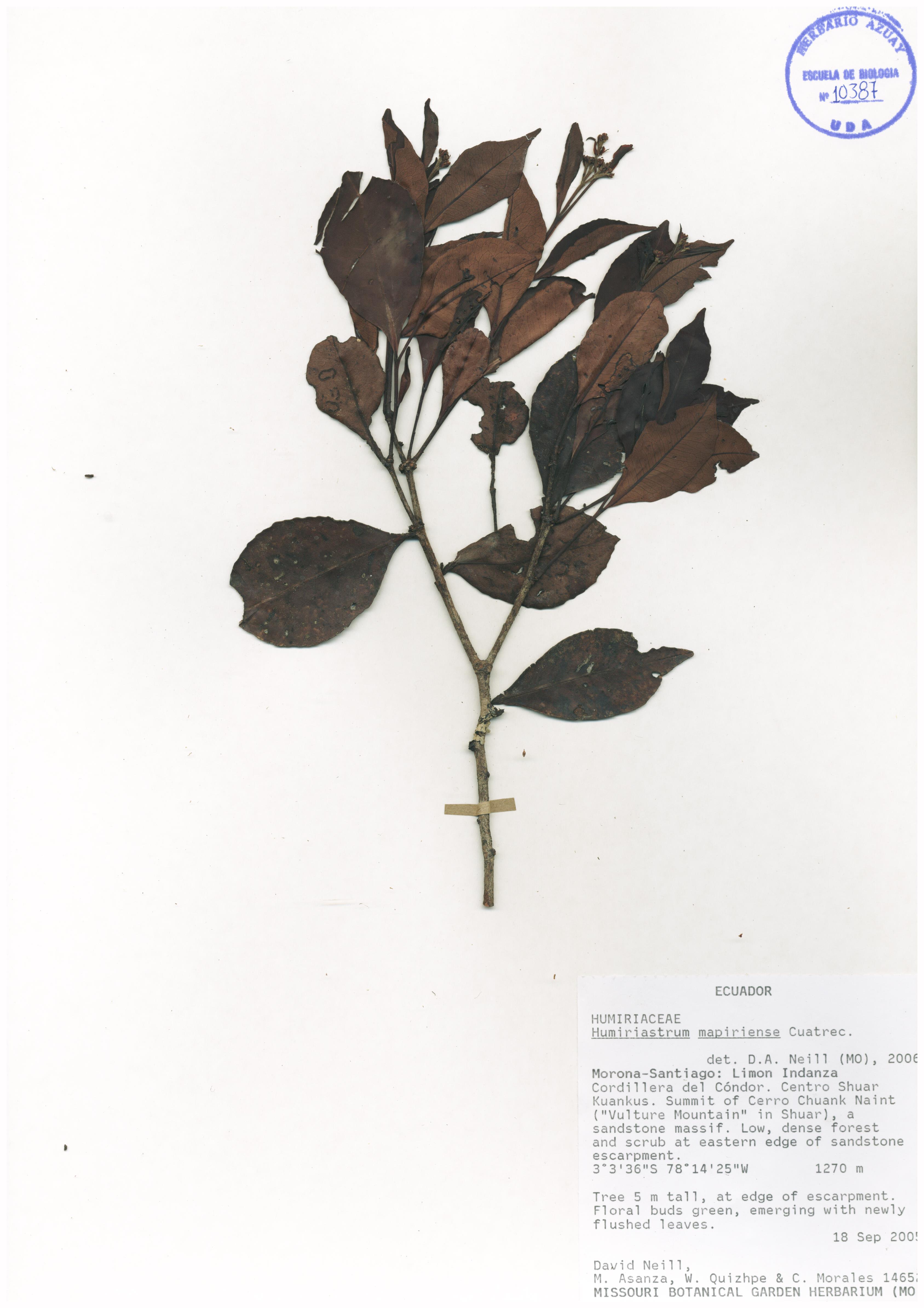 Humiriastrum mapiriense Cuatrec.
