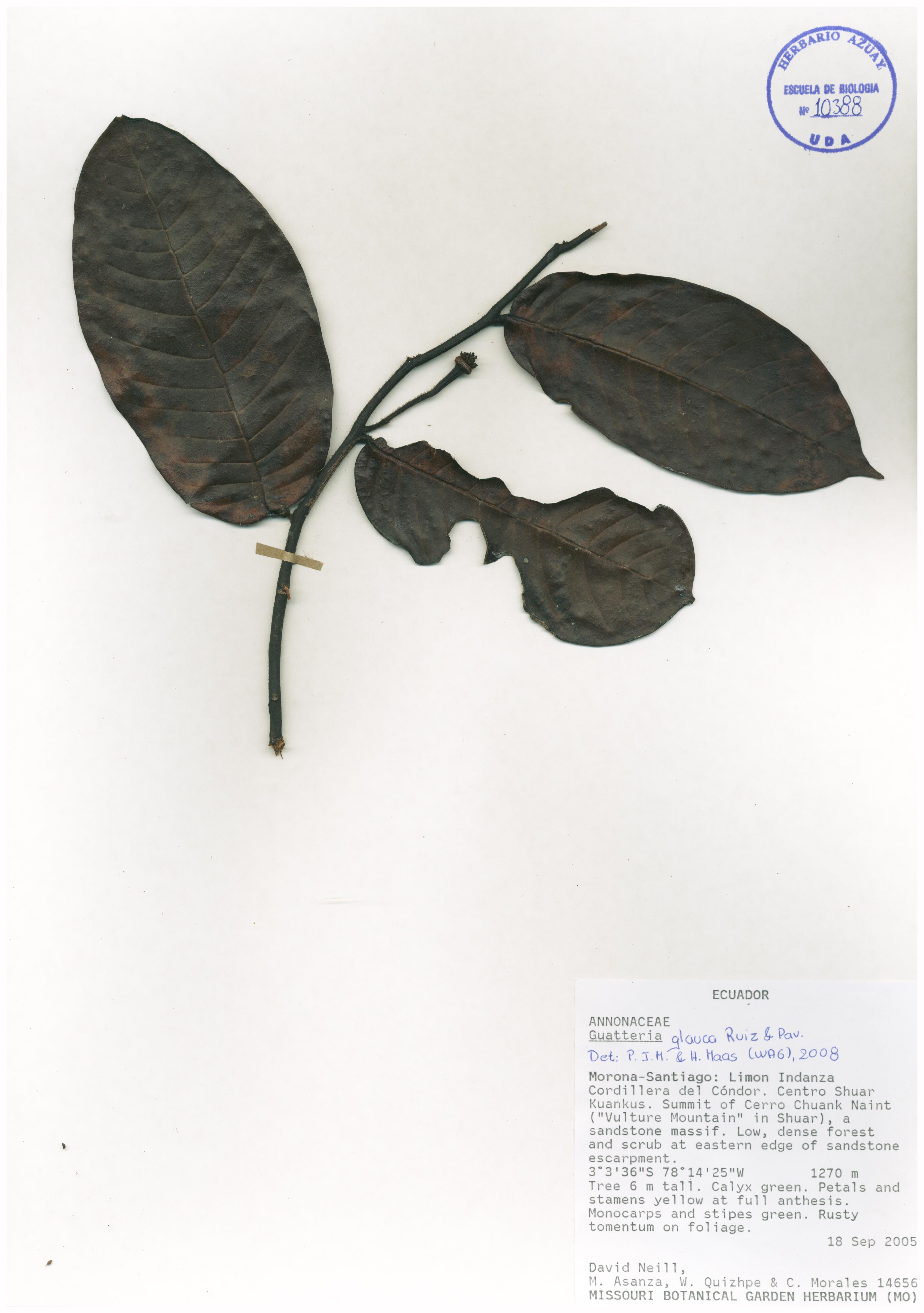 Guatteria glauca Ruiz & Pav.