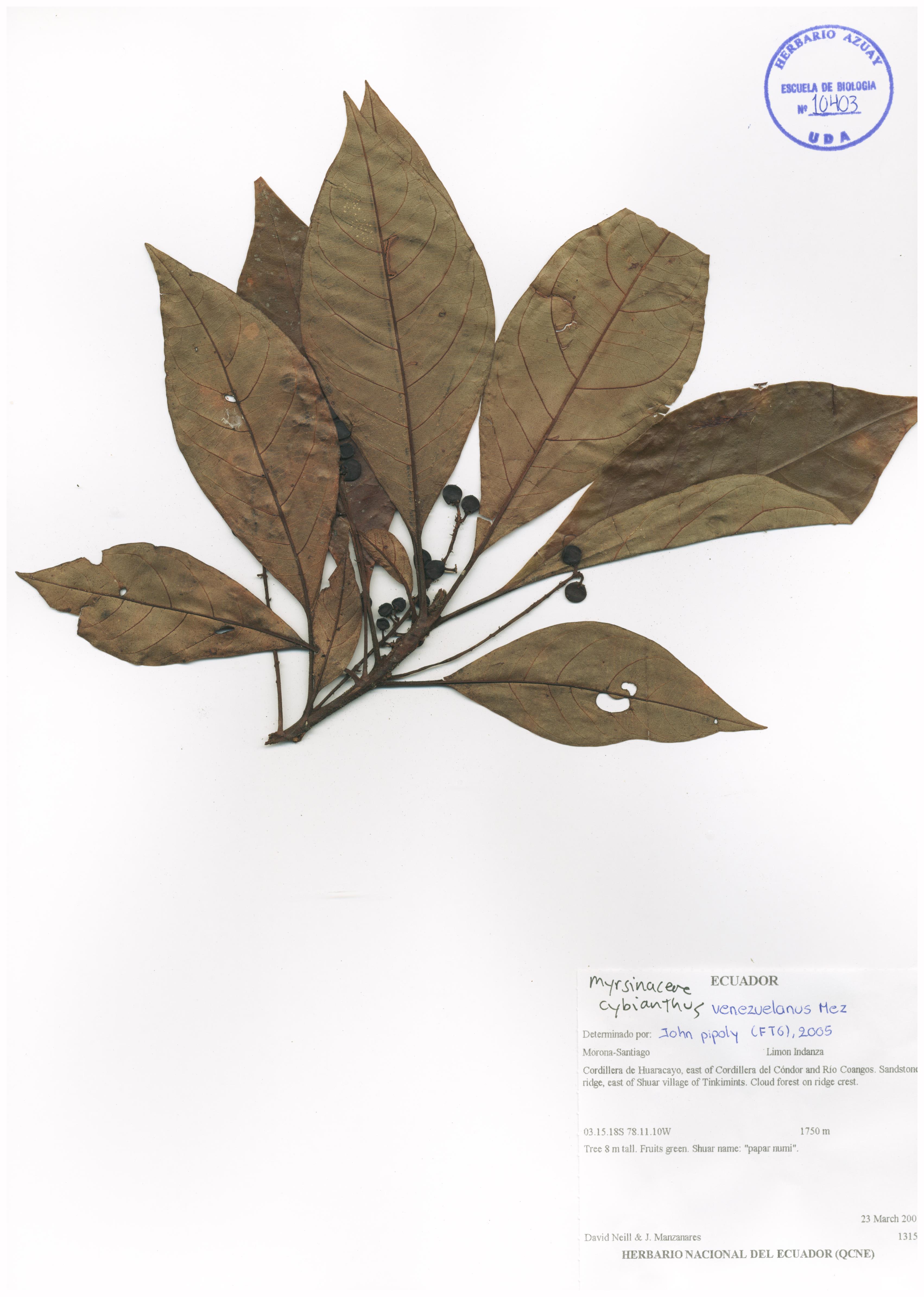 Cybianthus venezuelanus Mez