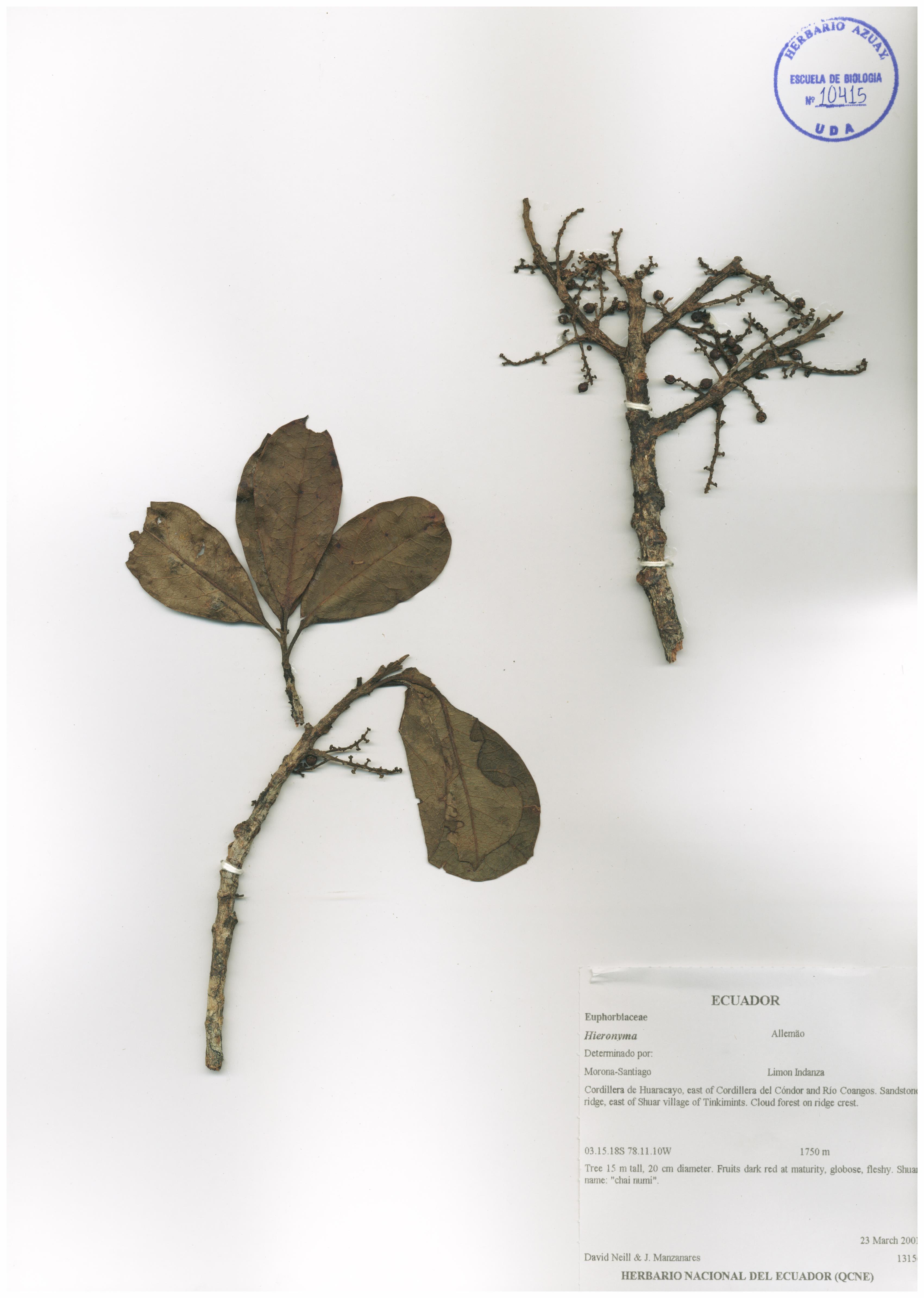 Hieronyma sp.  