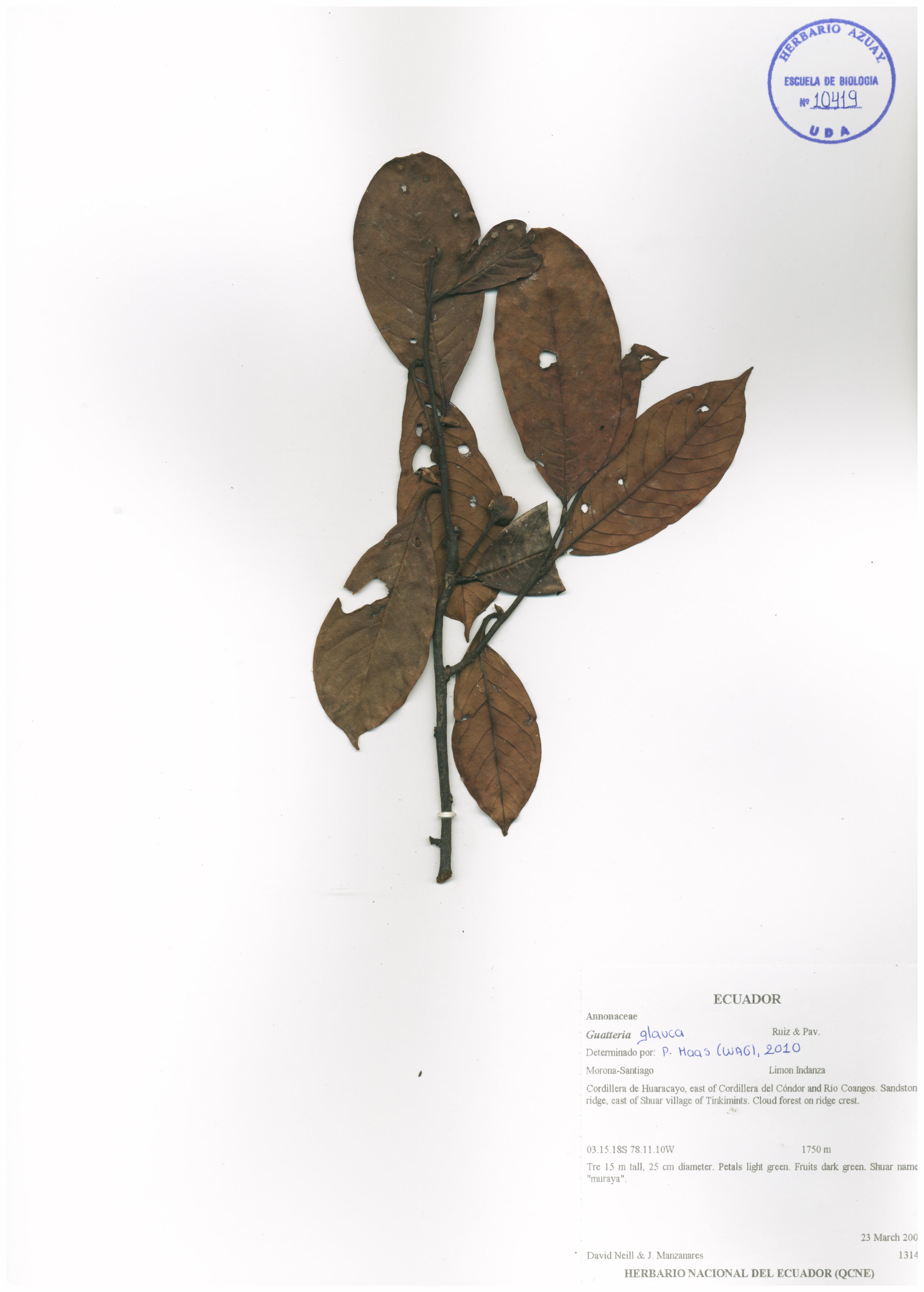 Guatteria glauca Ruiz & Pav.