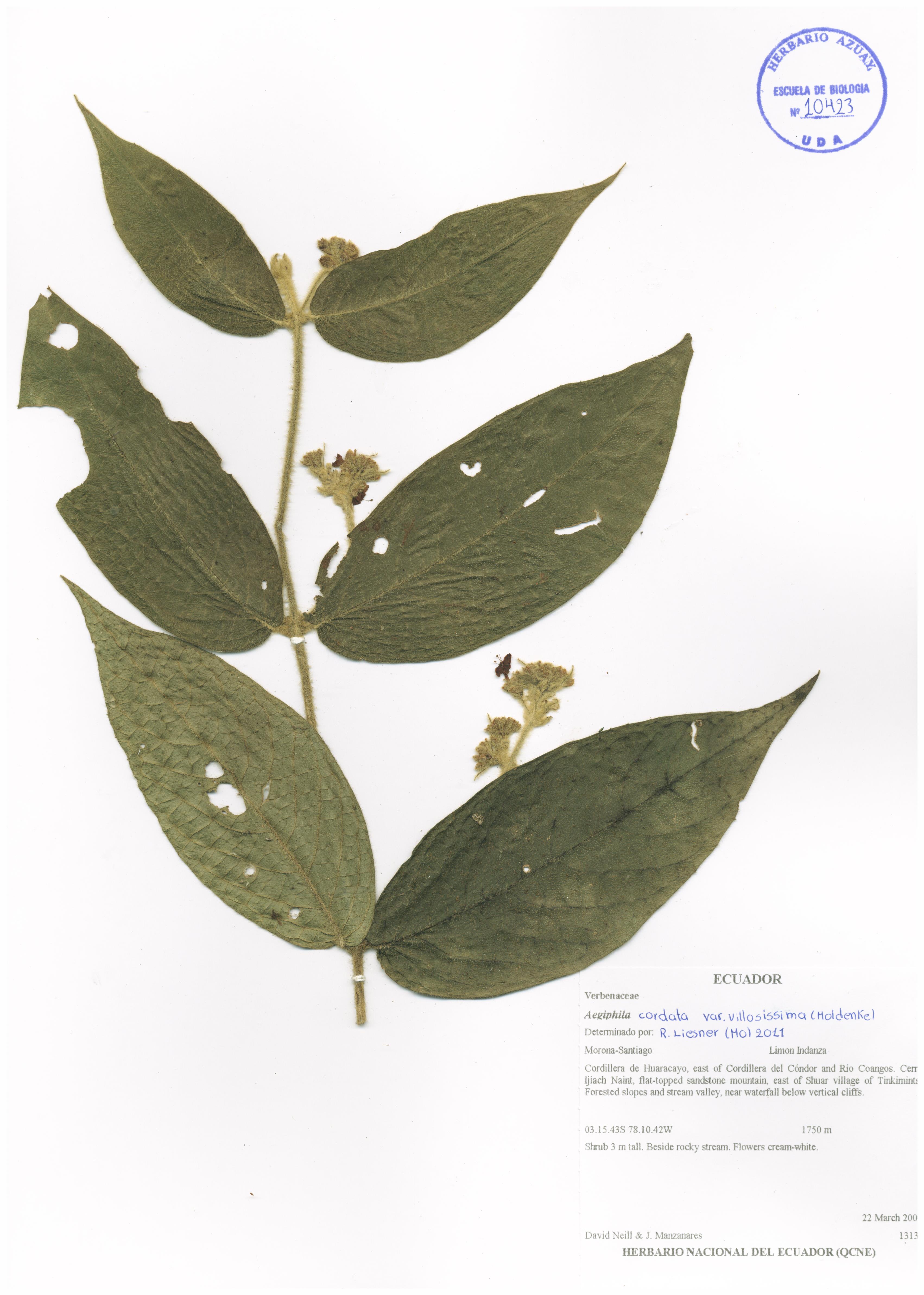 Aegiphila cordata Poepp. ex Schauer