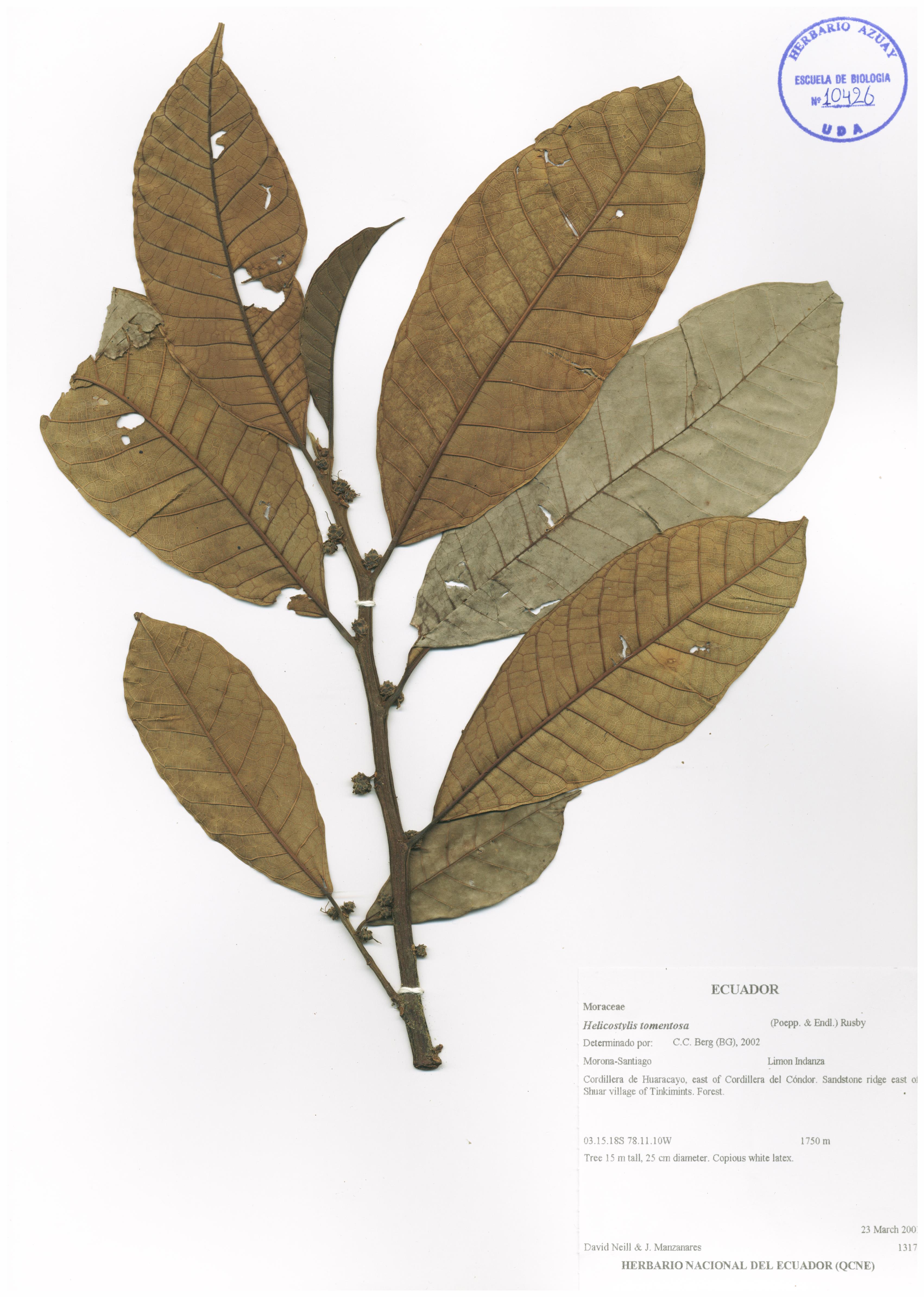 Helicostylis tomentosa (poepp. & endl.) rusby