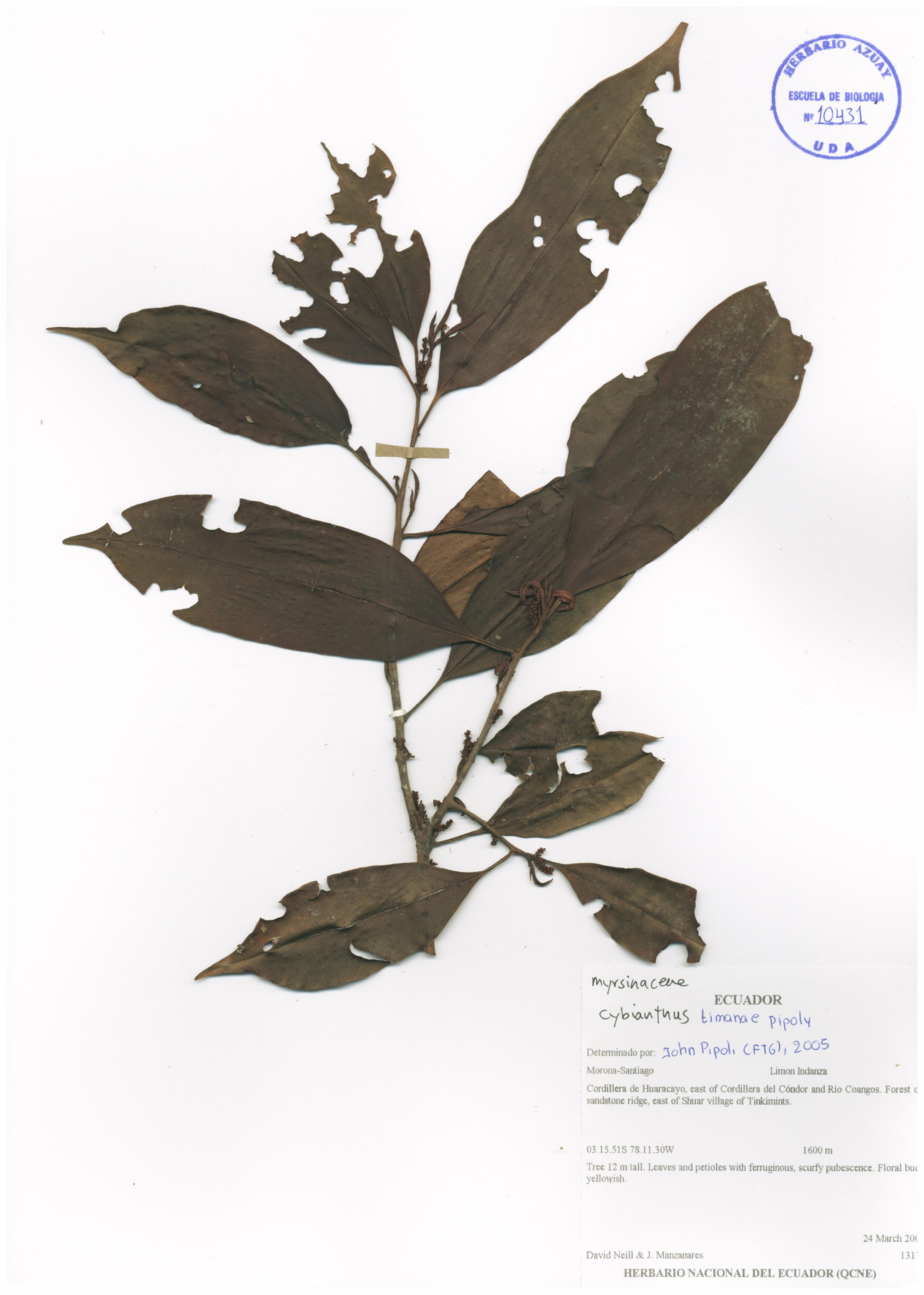 Cybianthus timanae Pipoly