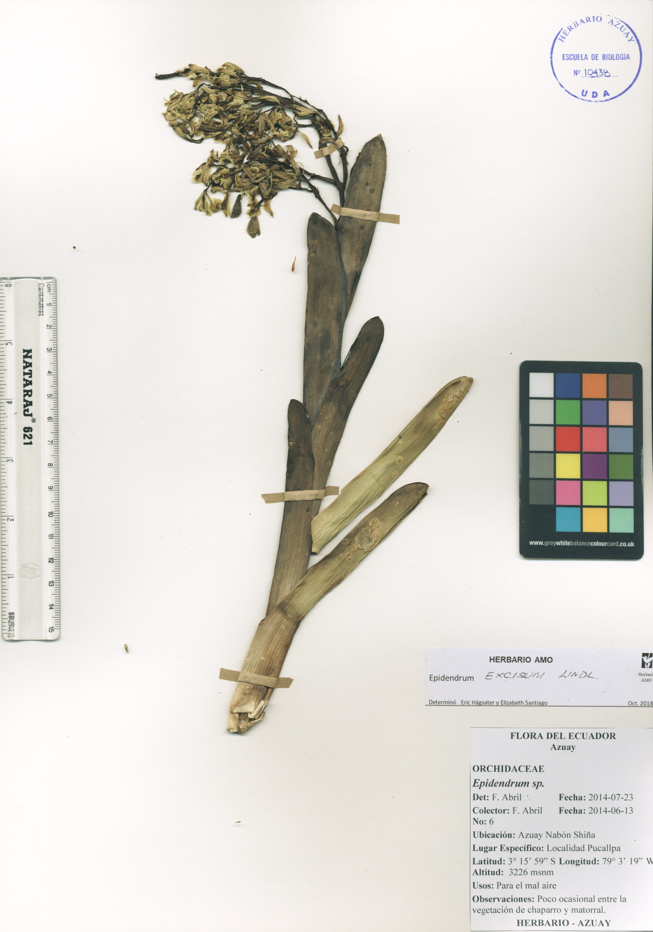 Epidendrum excisum Lindl.