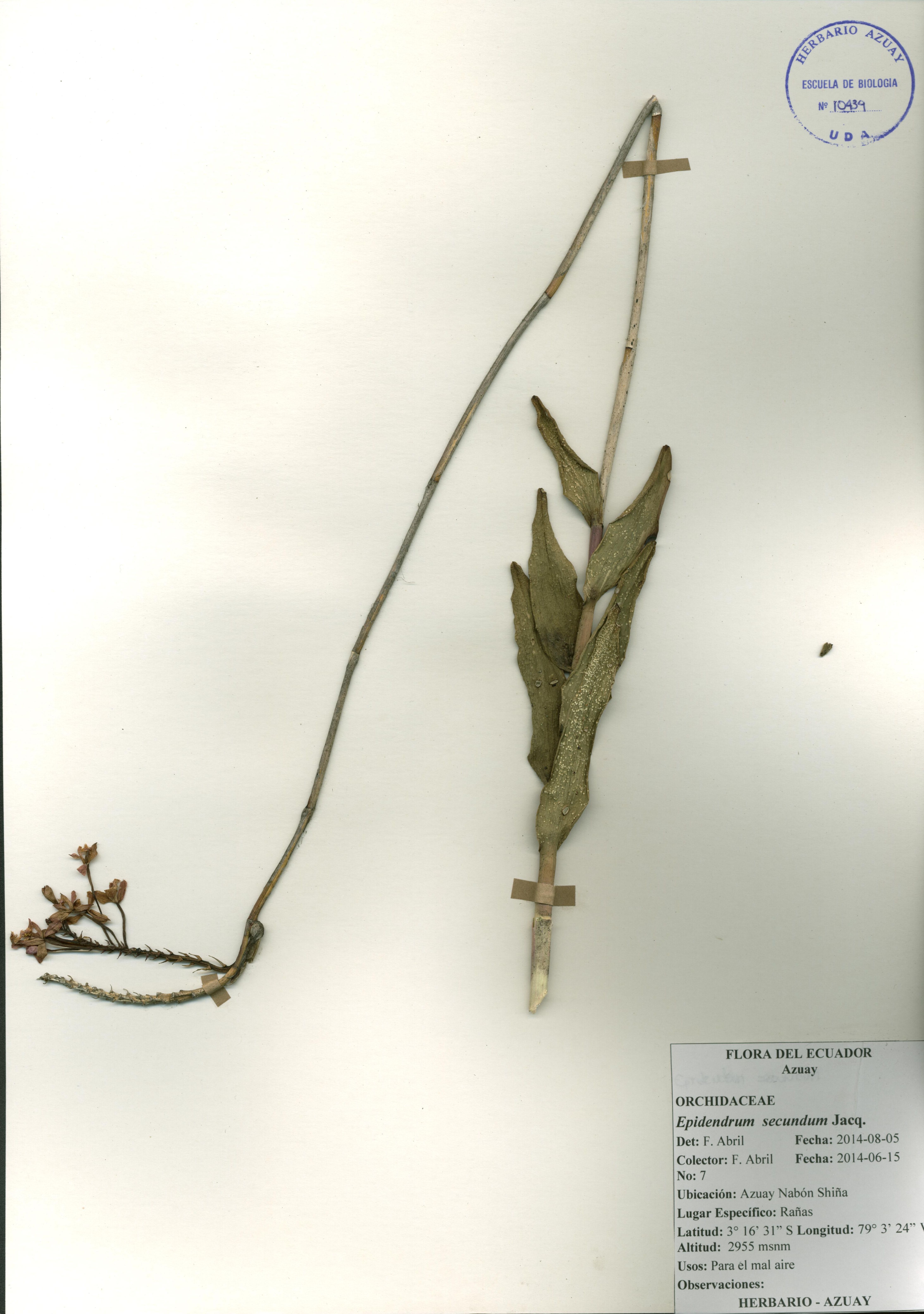Epidendrum secundum Jacq.