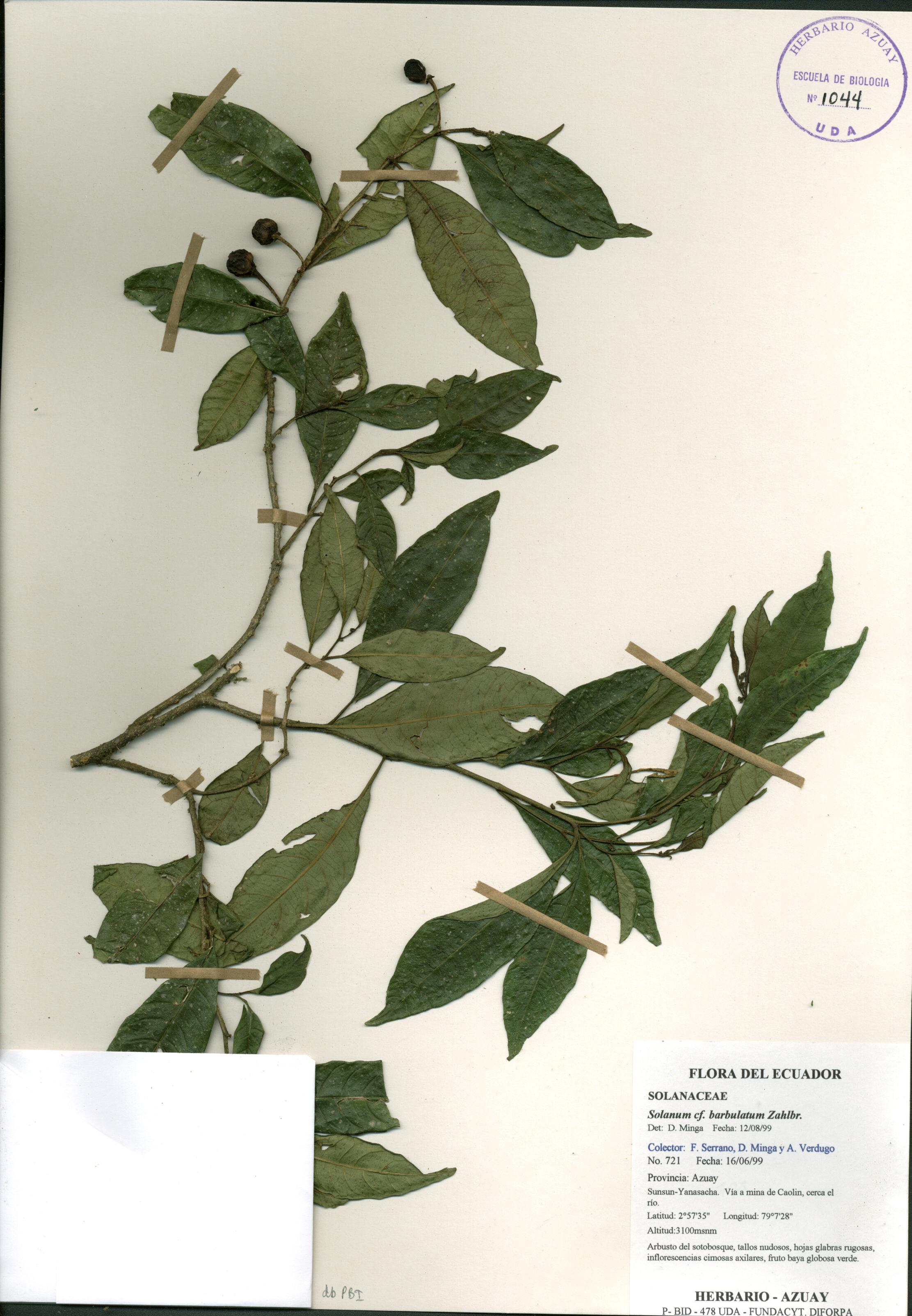 Solanum barbulatum Zahlbr.
