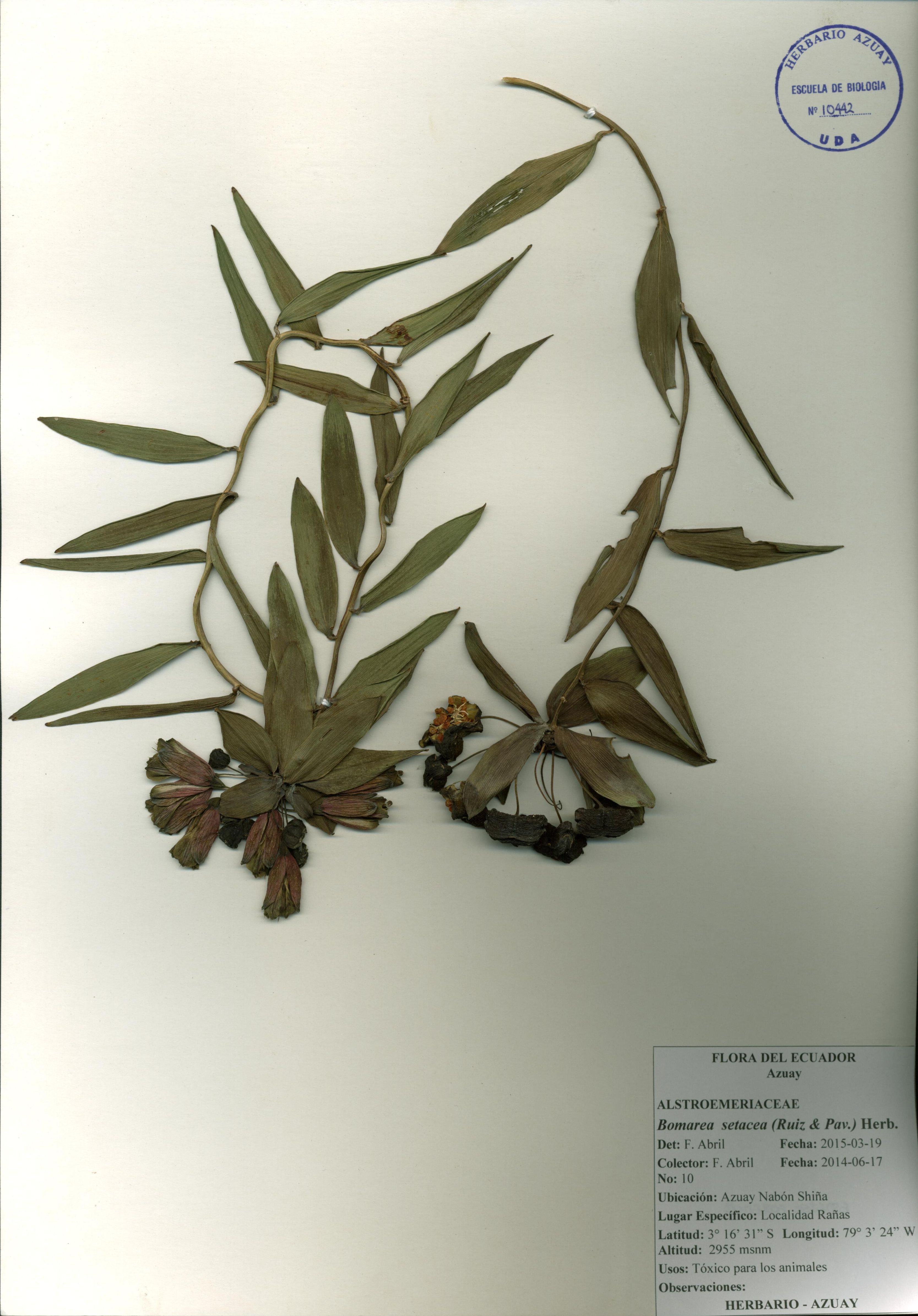 Bomarea setacea (Ruiz & Pav.) Herb.