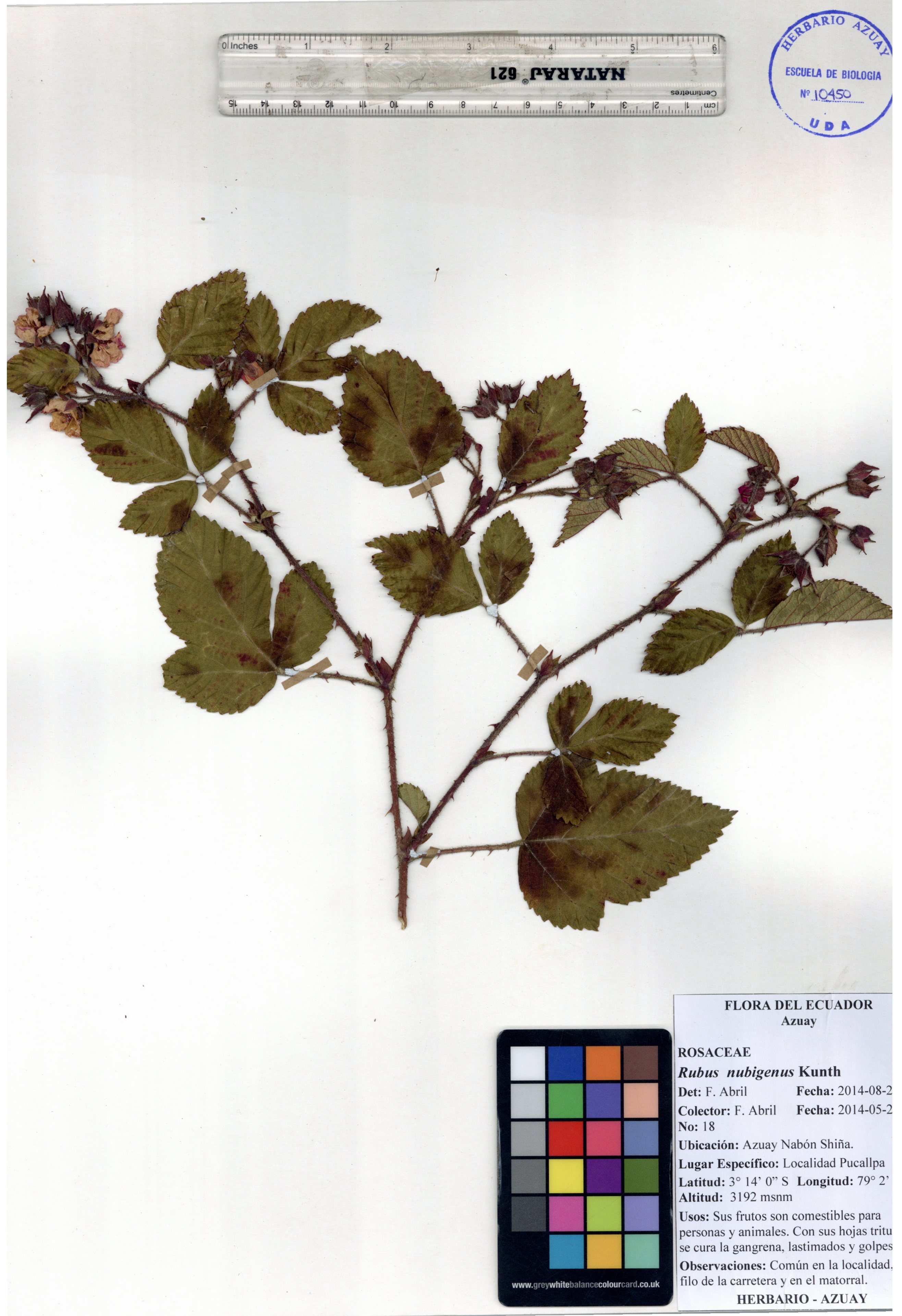 Rubus nubigenus Kunth