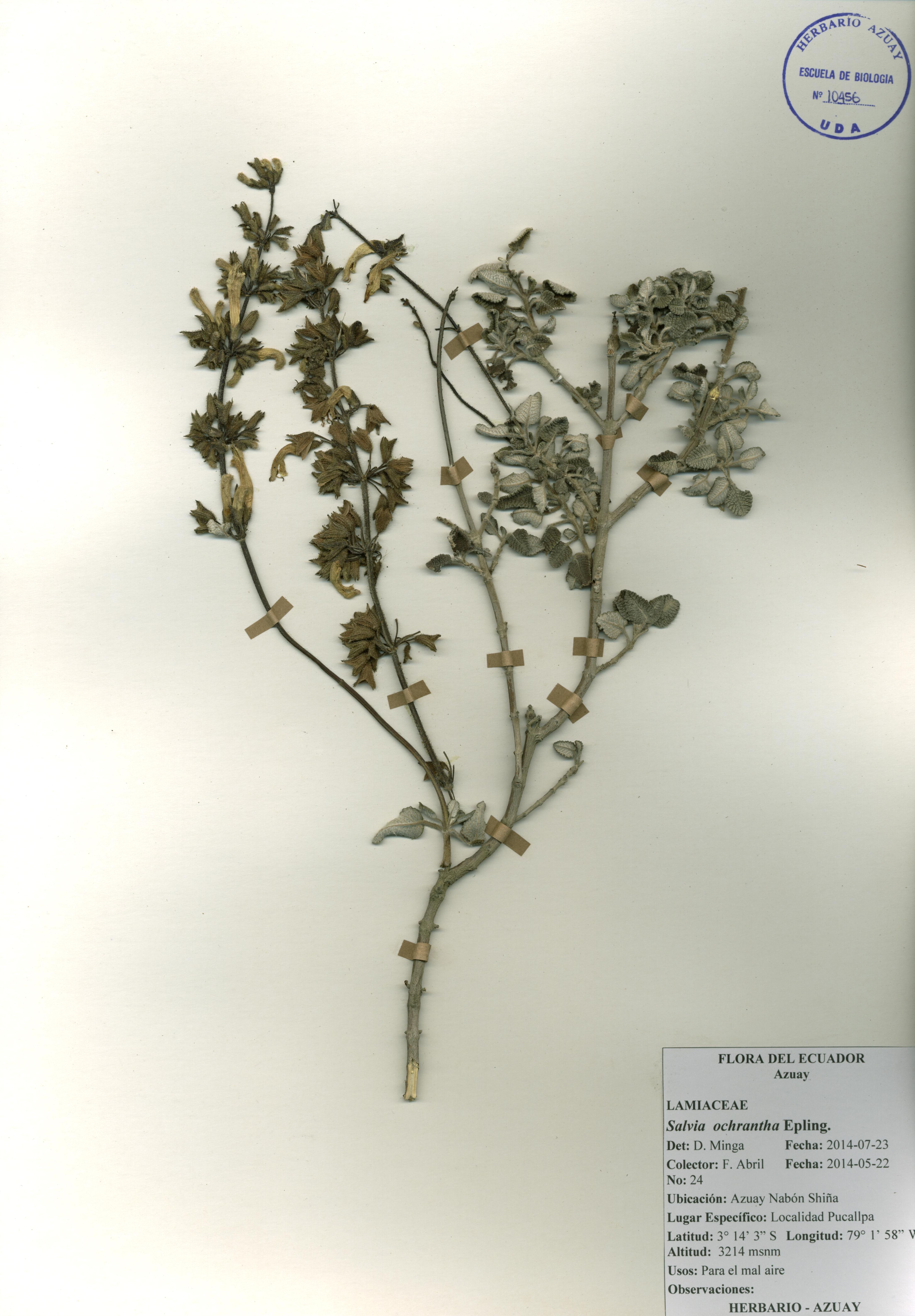 Salvia ochrantha Epling