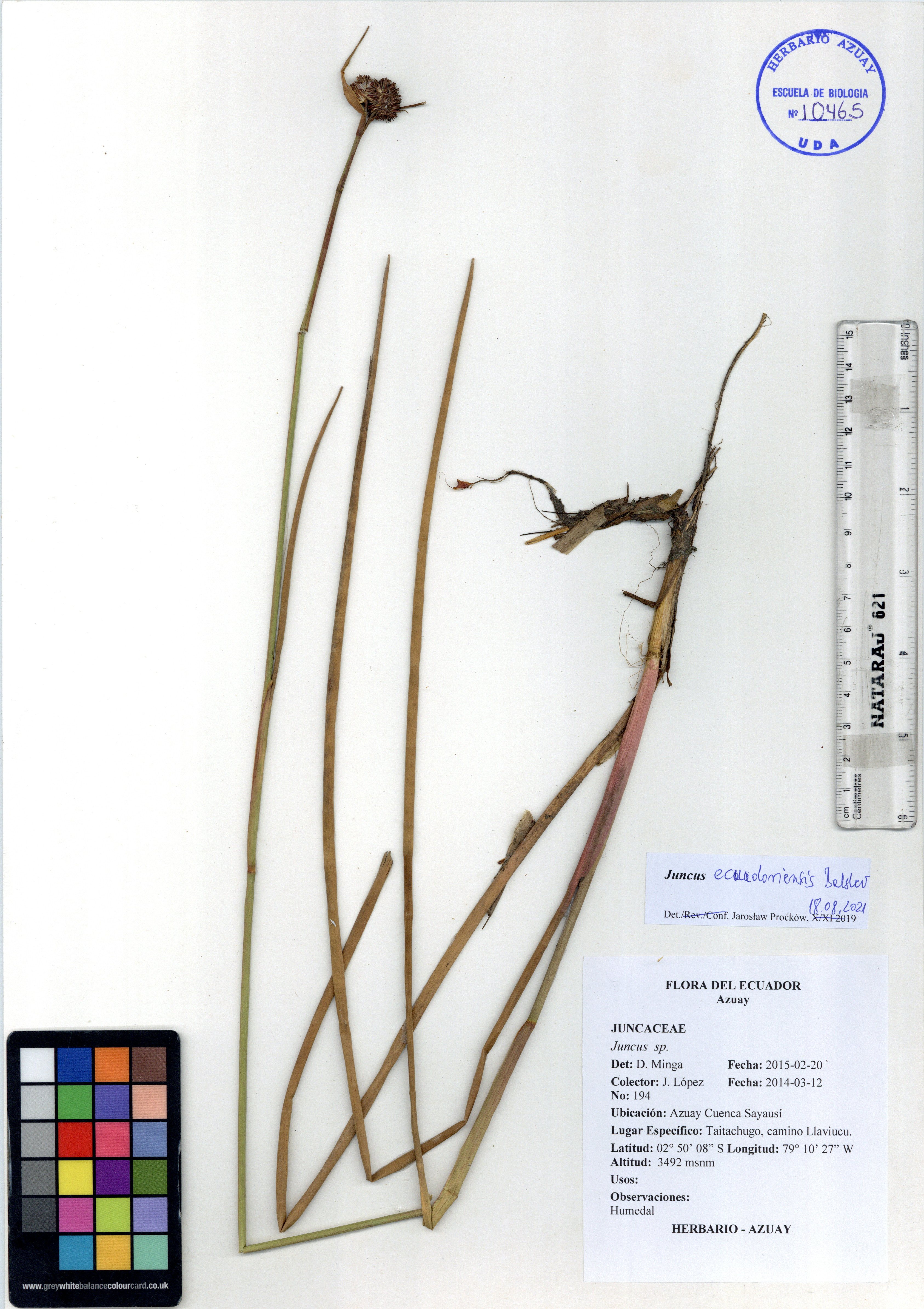 Juncus ecuadoriensis Balslev