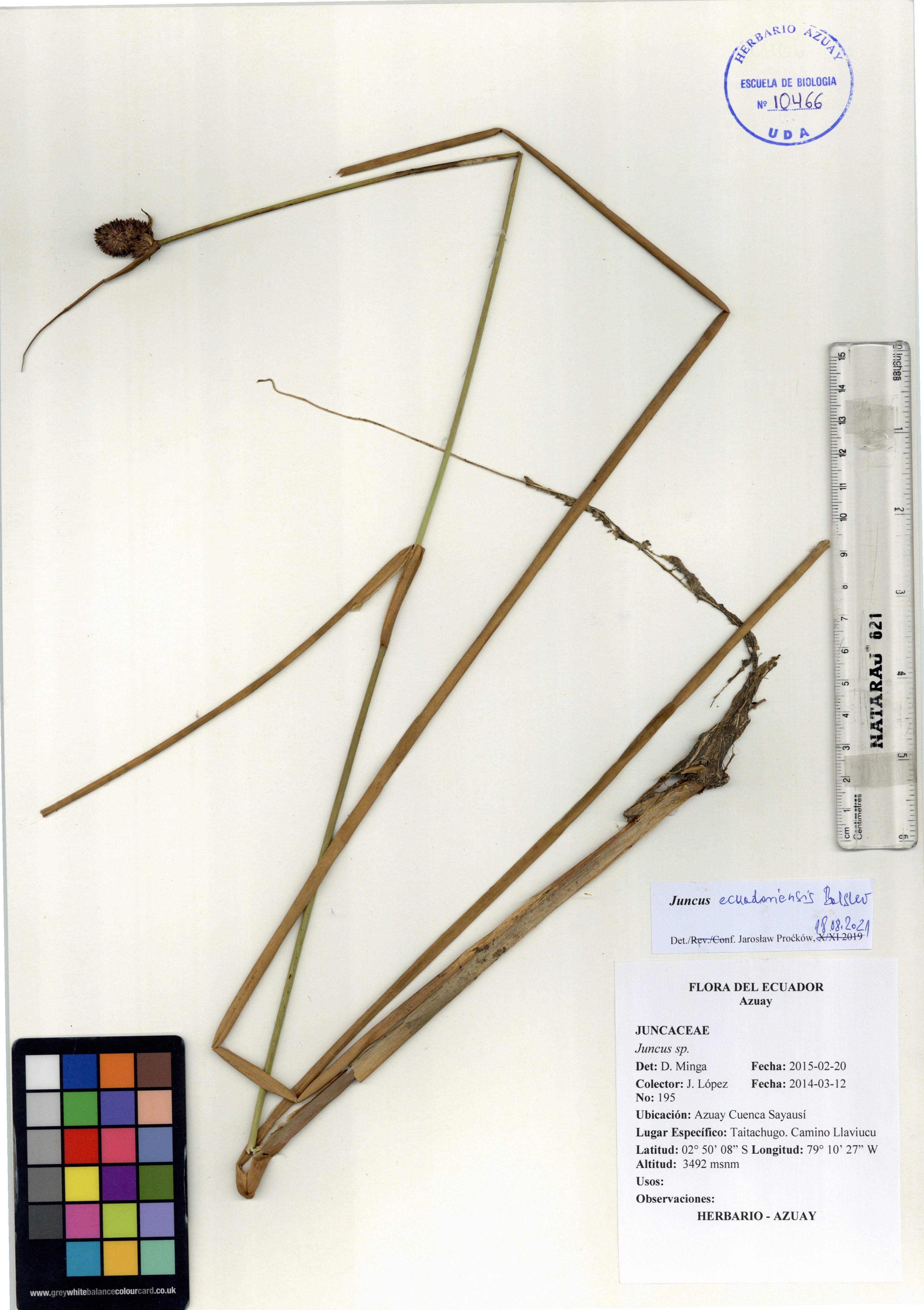 Juncus ecuadoriensis Balslev