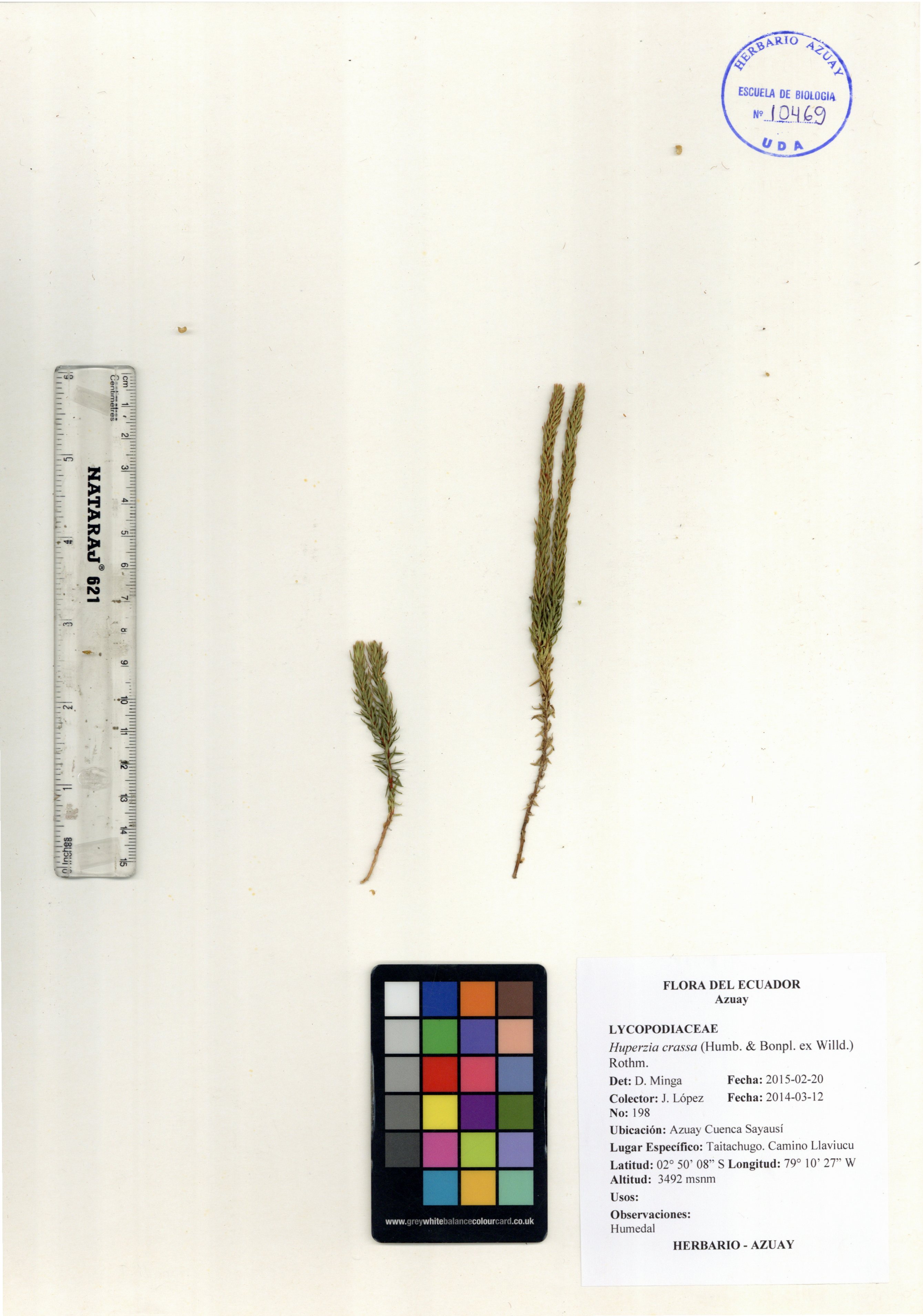 Huperzia crassa (Humb. & Bonpl. ex Willd.) Rothm.